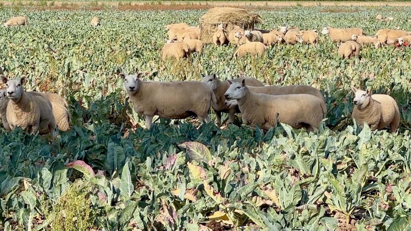 A group of sheep stand among cauliflowers in a field in Boston, Linconshire.