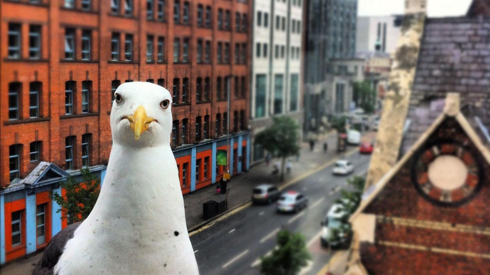 A seagull on the roof of a Belfast city centre building looking directly at the camera