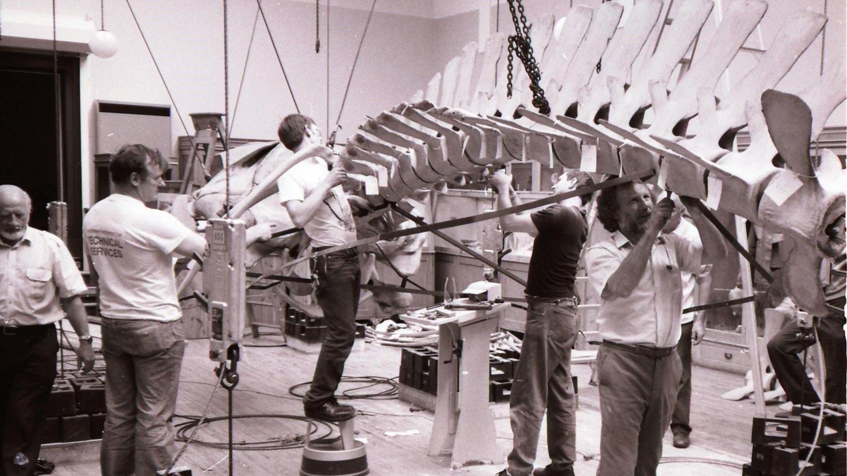 Black and white photo of a group of people securing parts of the the whale's skeleton as it is moved.