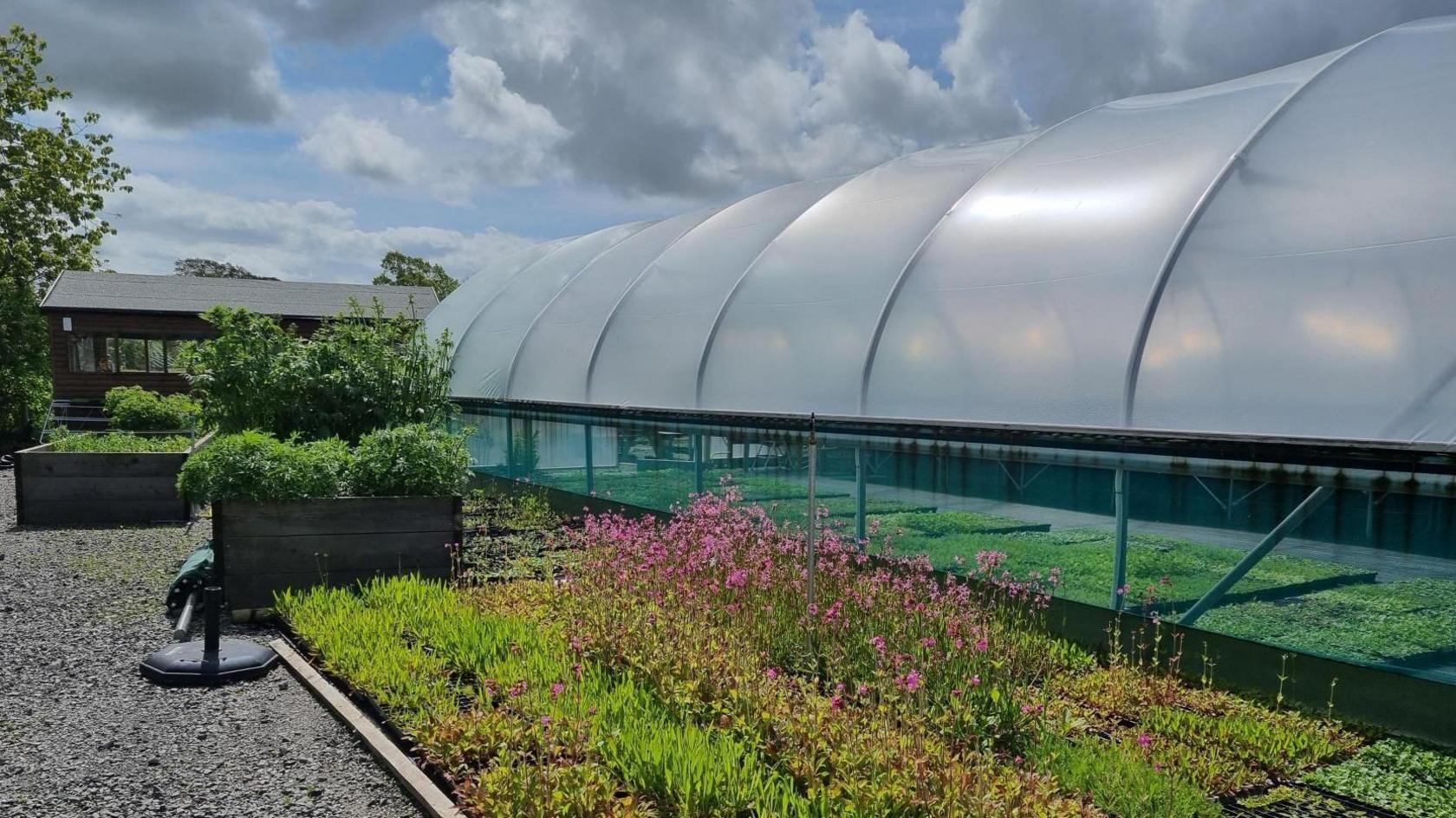 Rows of flowers and plants next to a greenhouse with various produce inside. 
