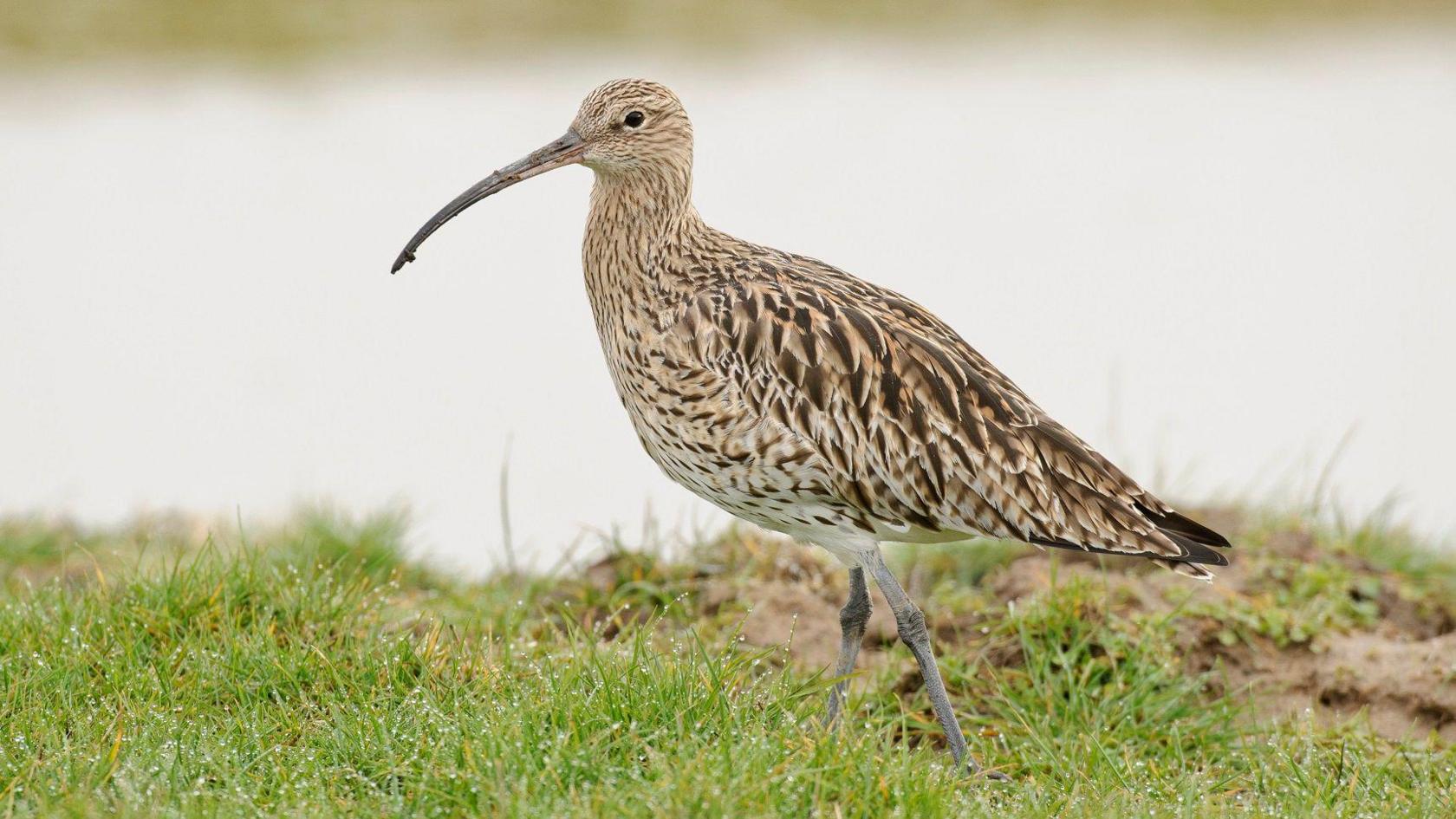 A curlew