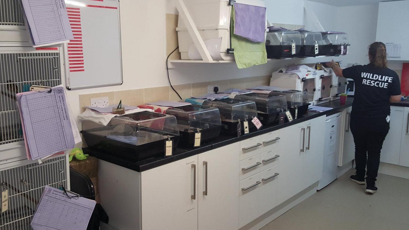 An image a kitchen space within the East Sussex Wildlife Rescue & Ambulance Service complex. Alongside cupboards and drawers there are a number of cages and hutches with paperwork attached. A staff member is on the right-hand side of the image.