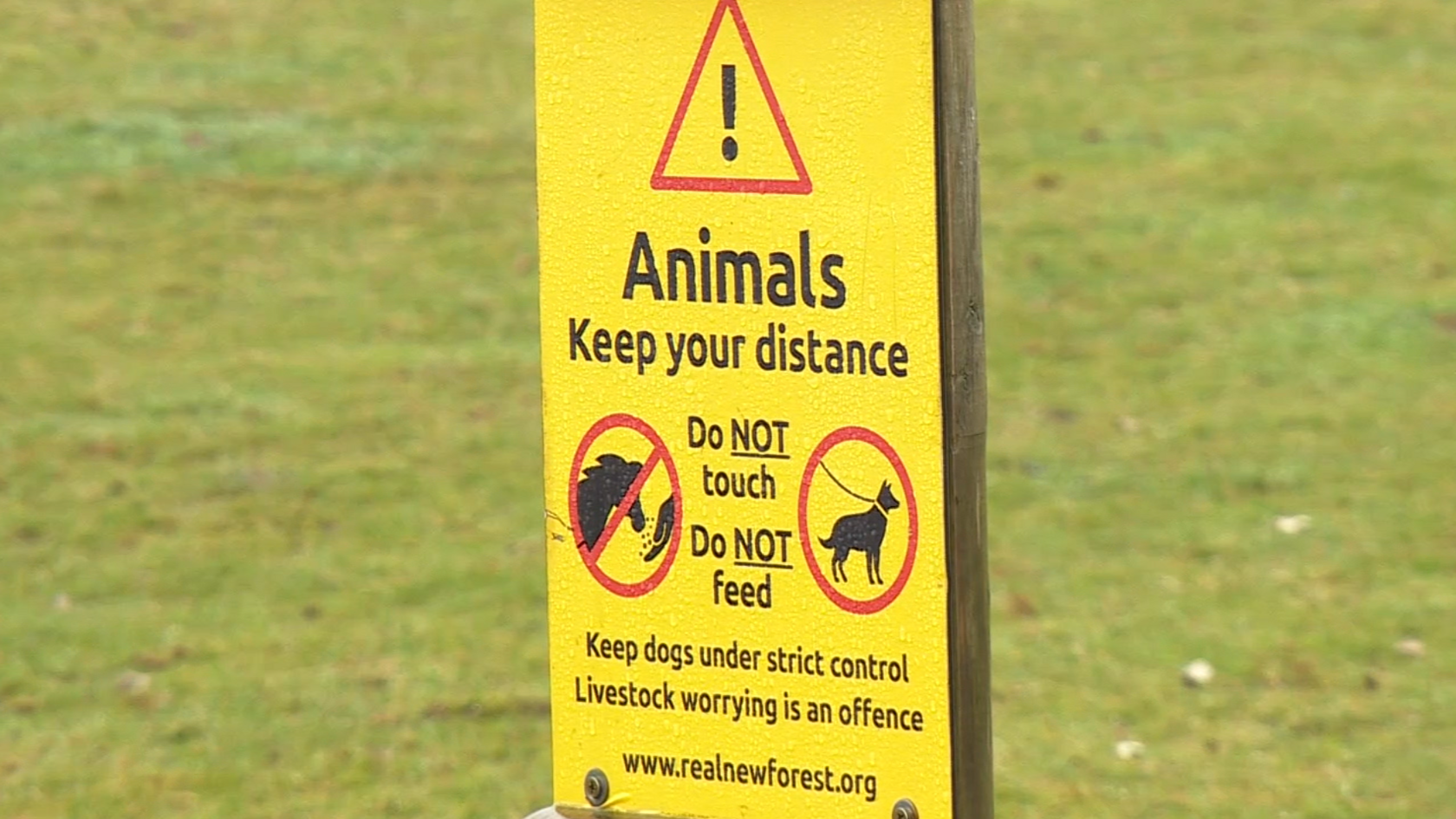 A yellow sign on some grass, warning people to keep their distance from animals and to keep dogs under control.