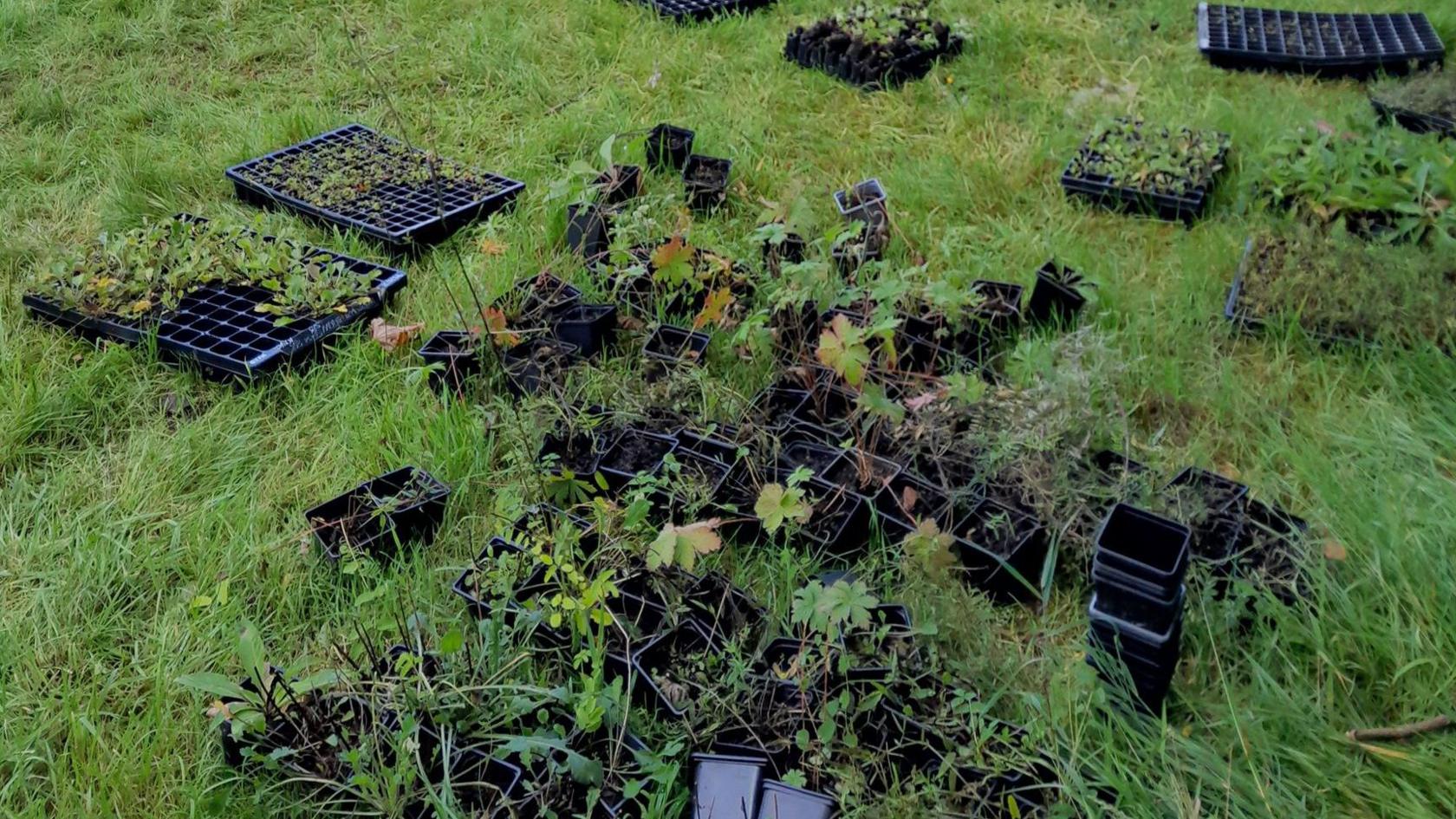 A number of black plastic trays, containing young flowers, on a field ahead of planting.