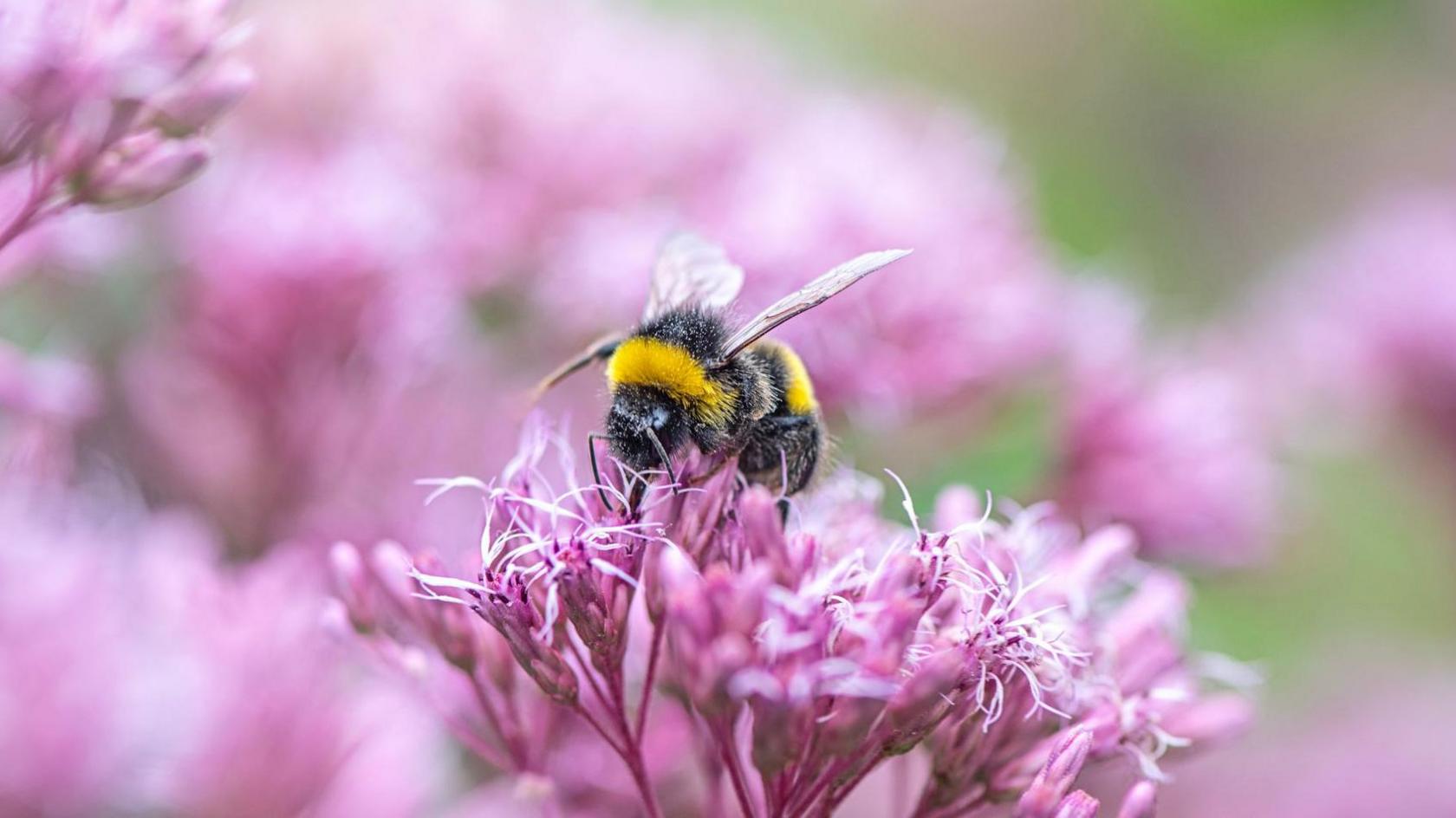 A bee collecting pollen from a pink flower