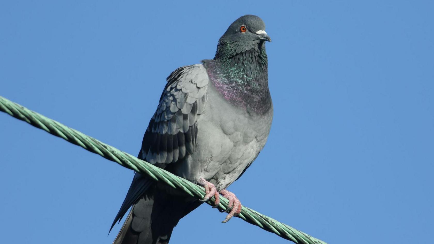 A feral pigeon standing on a thick metal wire with a blue sky in the background.