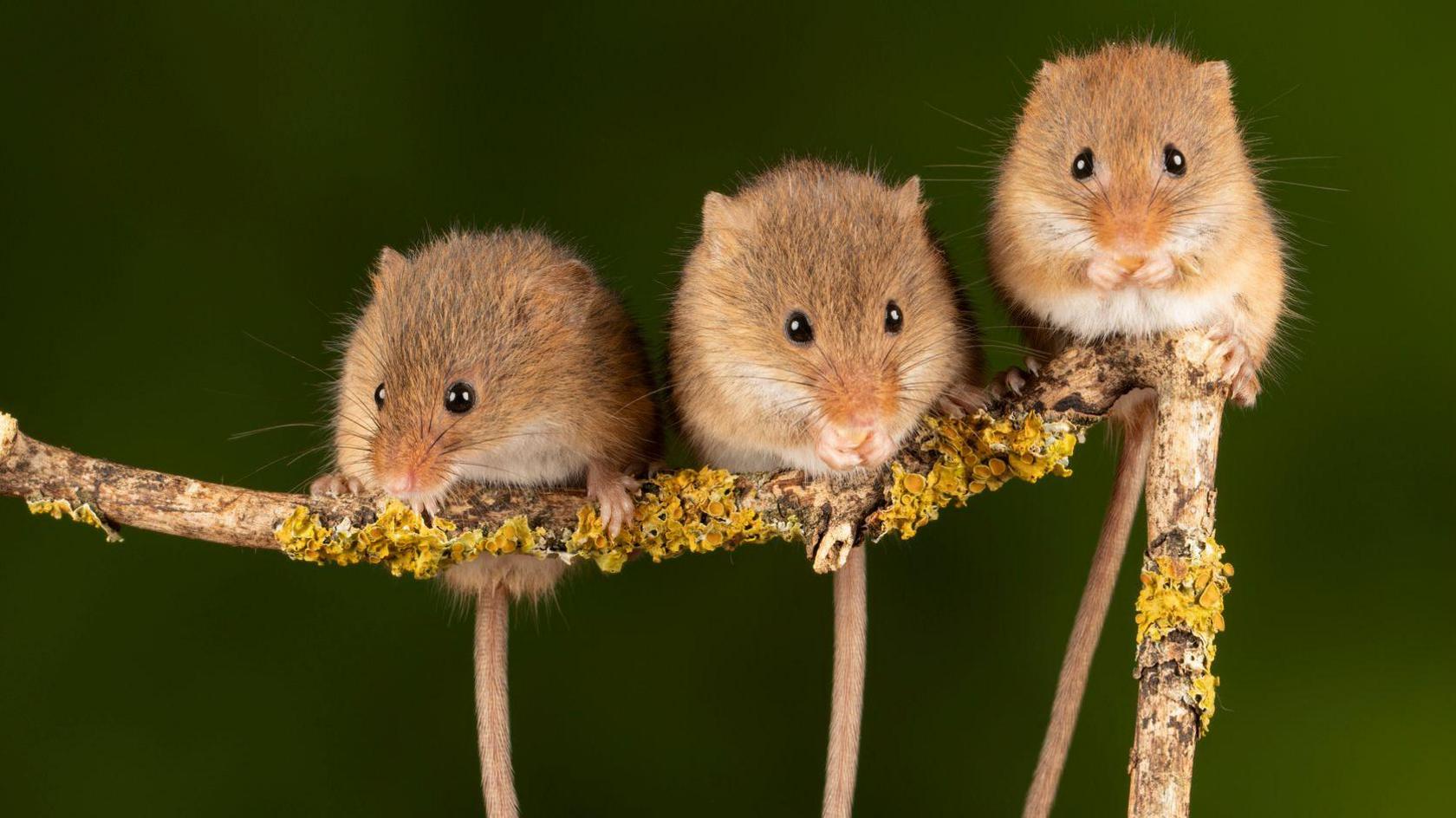 Three harvest mice.