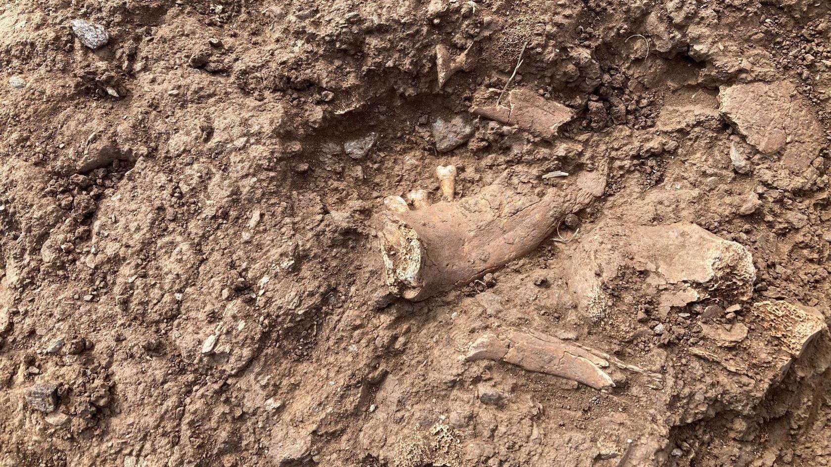 Part of a jaw bone with three teeth in it can be seen in the brown soil. It looks like there may be two other bones lying nearby.