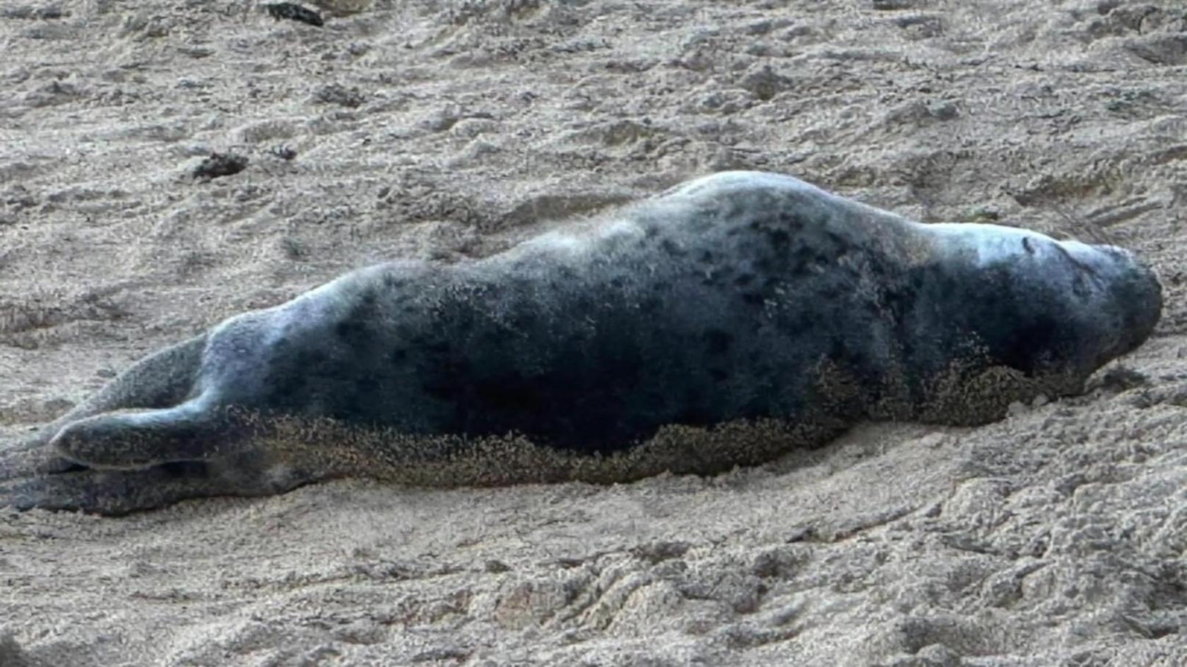 A seal lying on a sandy beach.