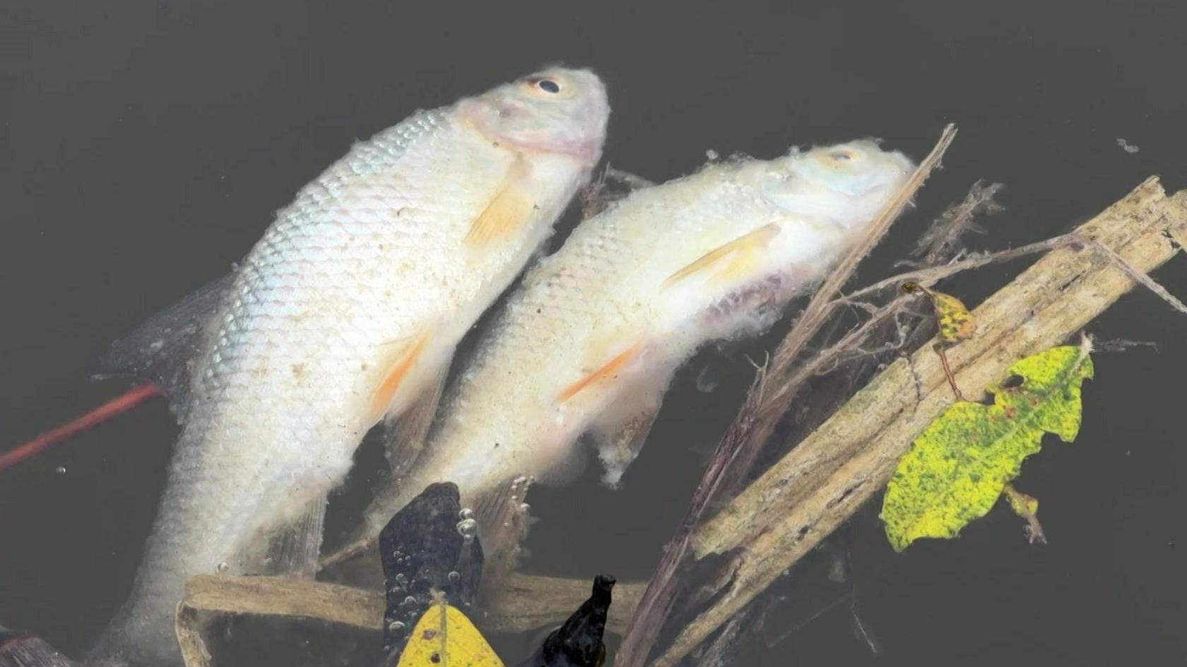 Two dead fish lie on the surface of a pond. They are small white perch, and lie in muddy water next to leave and branches