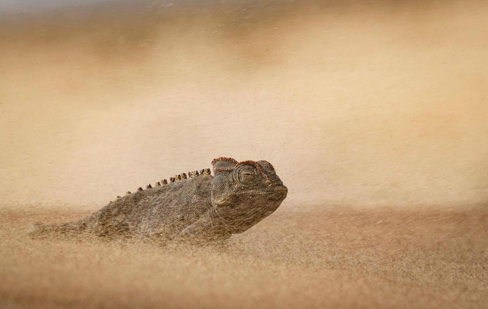 A Namaqua chameleon emerges from a cloud of blowing sand, with its head and upper body rising above the rippled desert surface. Its rough, textured skin and a row of small raised scales along its back are clearly visible, while swirling sand creates a hazy, monochromatic desert scene. 