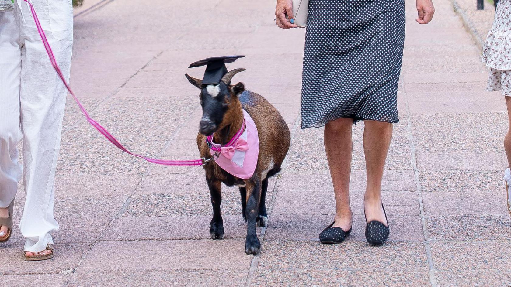 A brown goat walking on a pink lead. The goat is wearing a pink bandana with a pink bow.