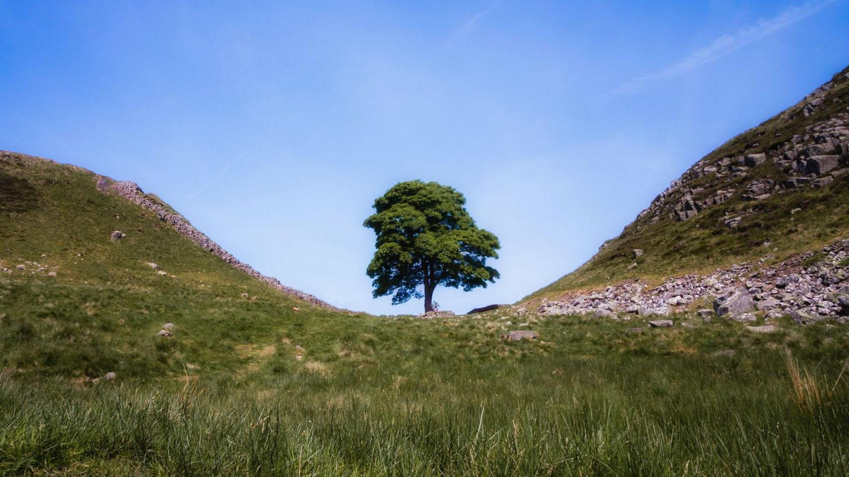 A sycamore tree stands in a gap between two green hills against a bright blue sky