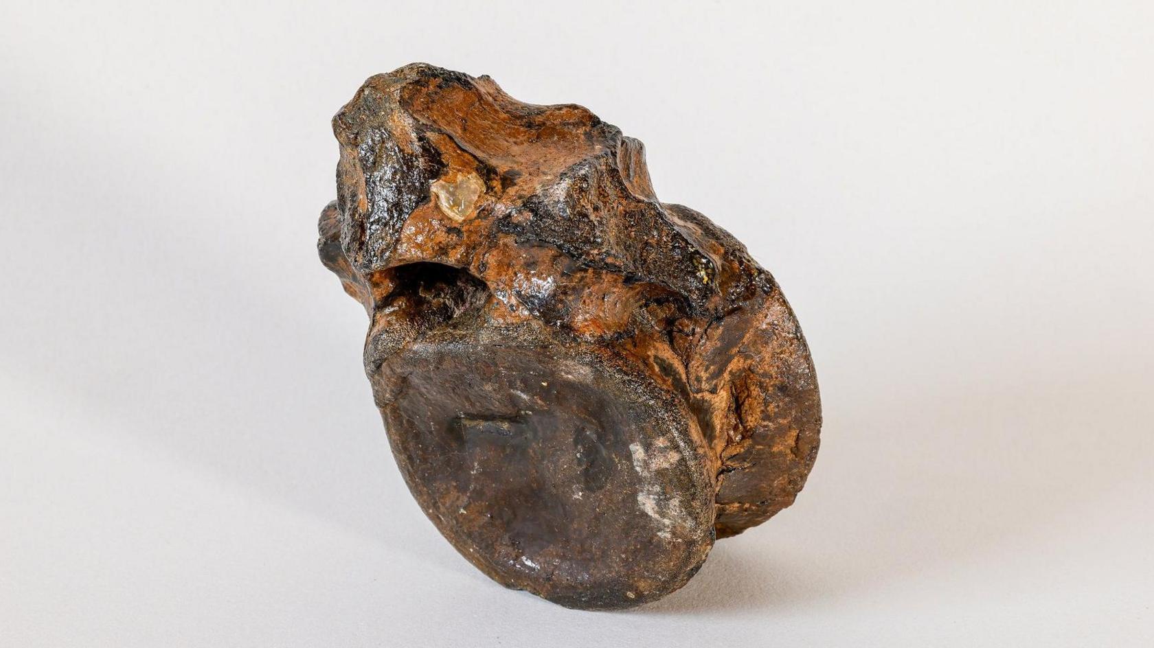 a single large fossilised vertebra - part of a backbone - which is a dark brown colour. It is sat on a plain white background