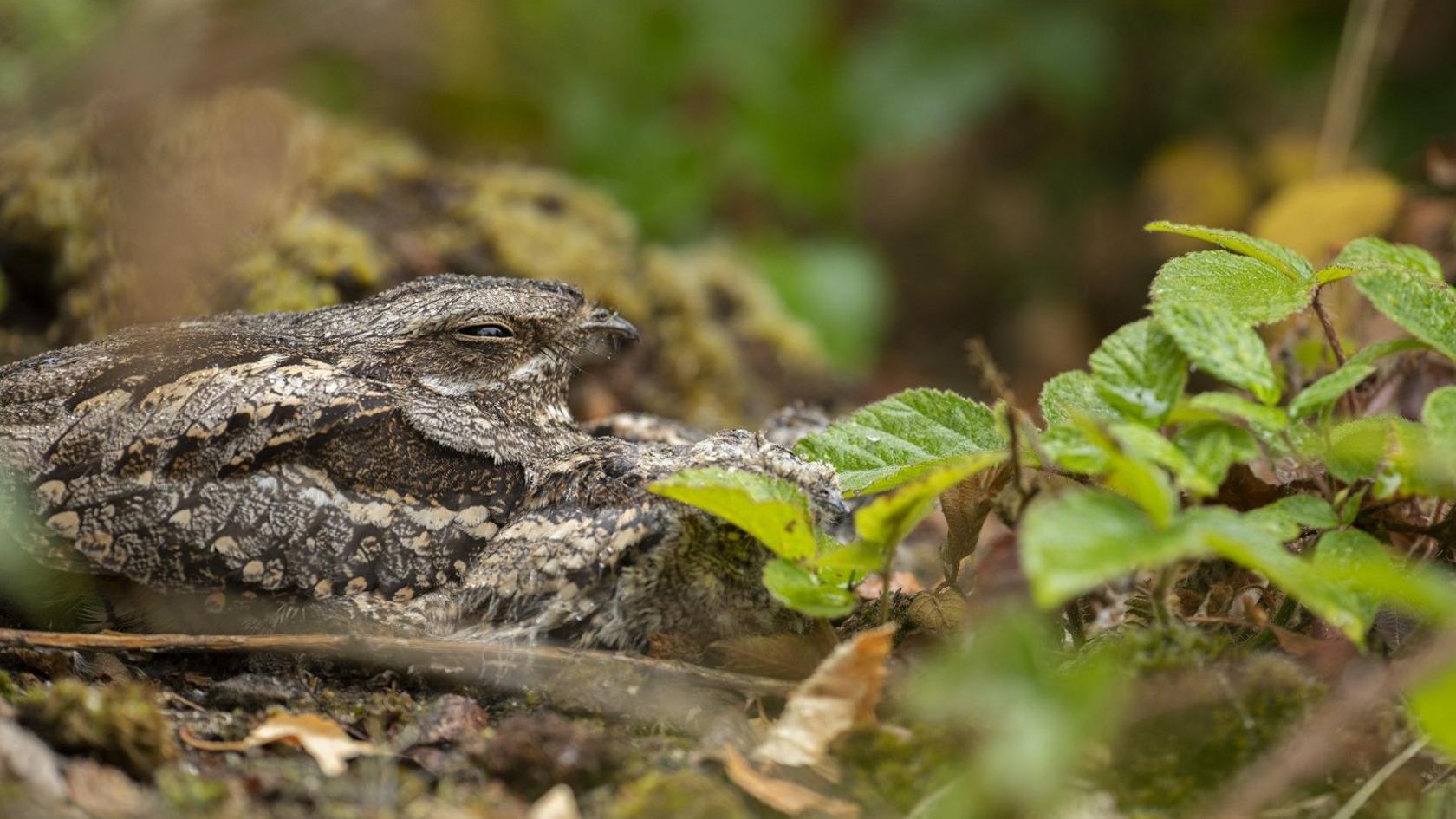 Nightjar sitting on nest next to two chicks