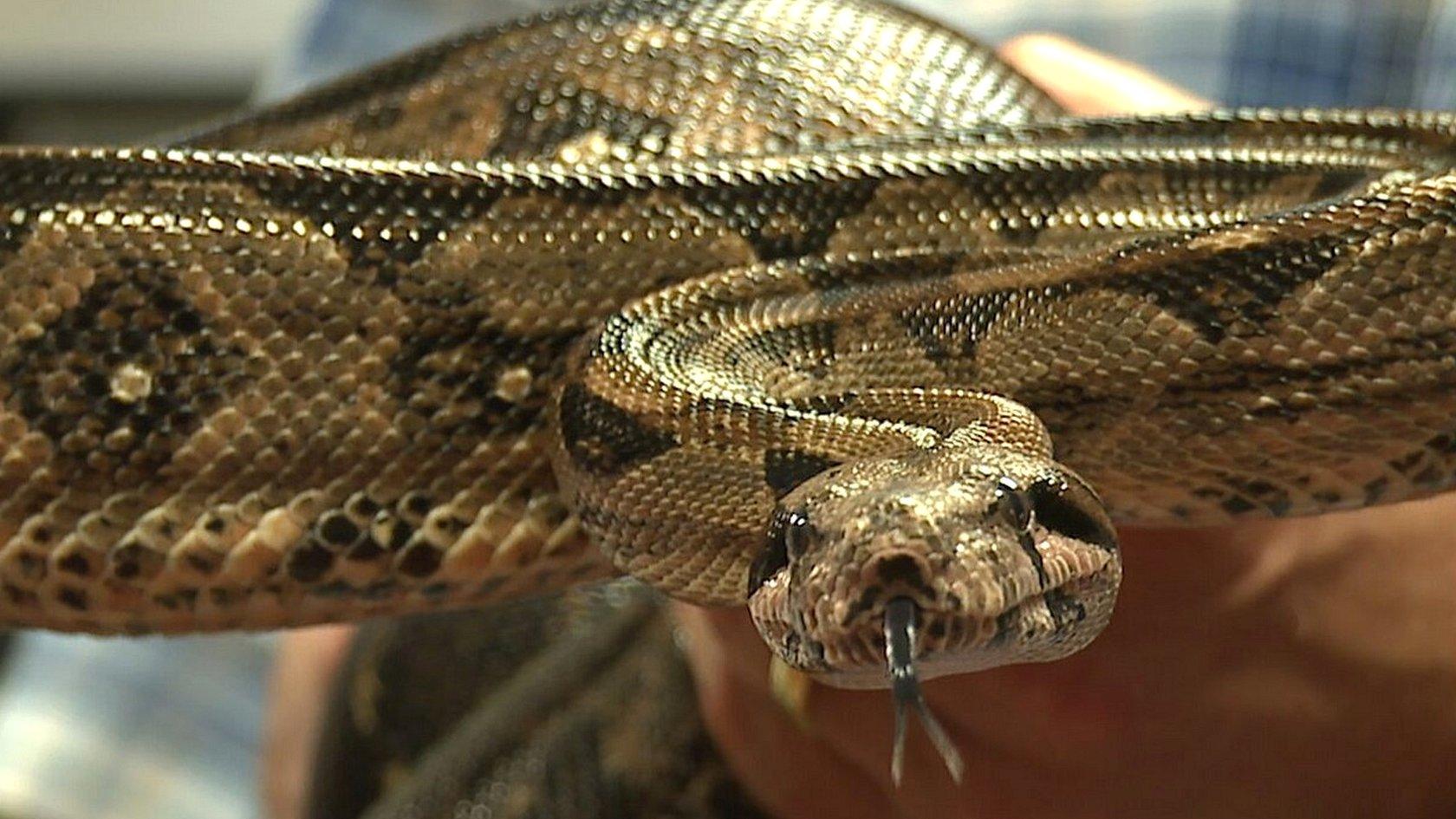 Boa constrictor (c) Dickinson College