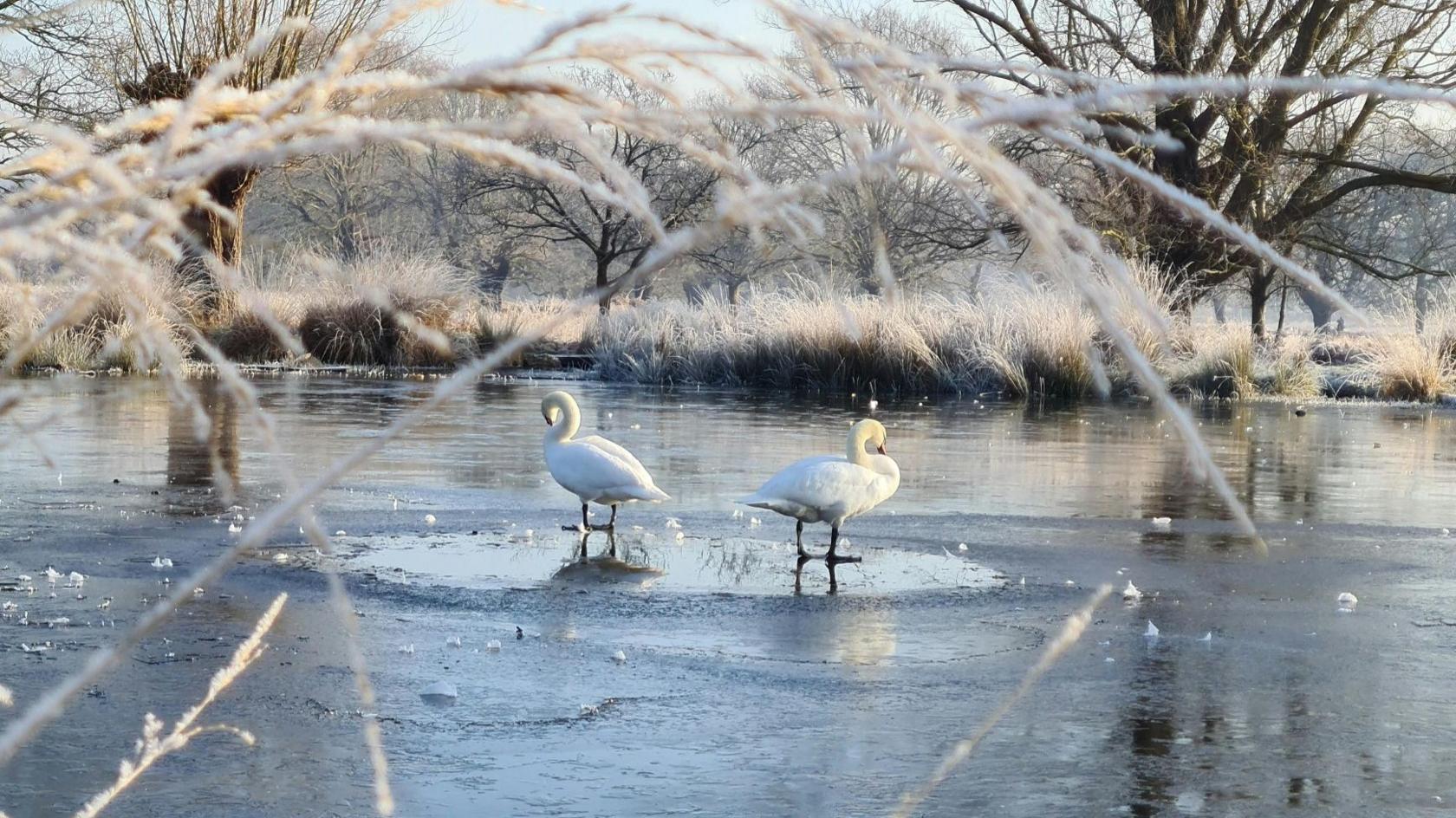 Two swans standing in  the middle of a frozen lake in Richmond, London