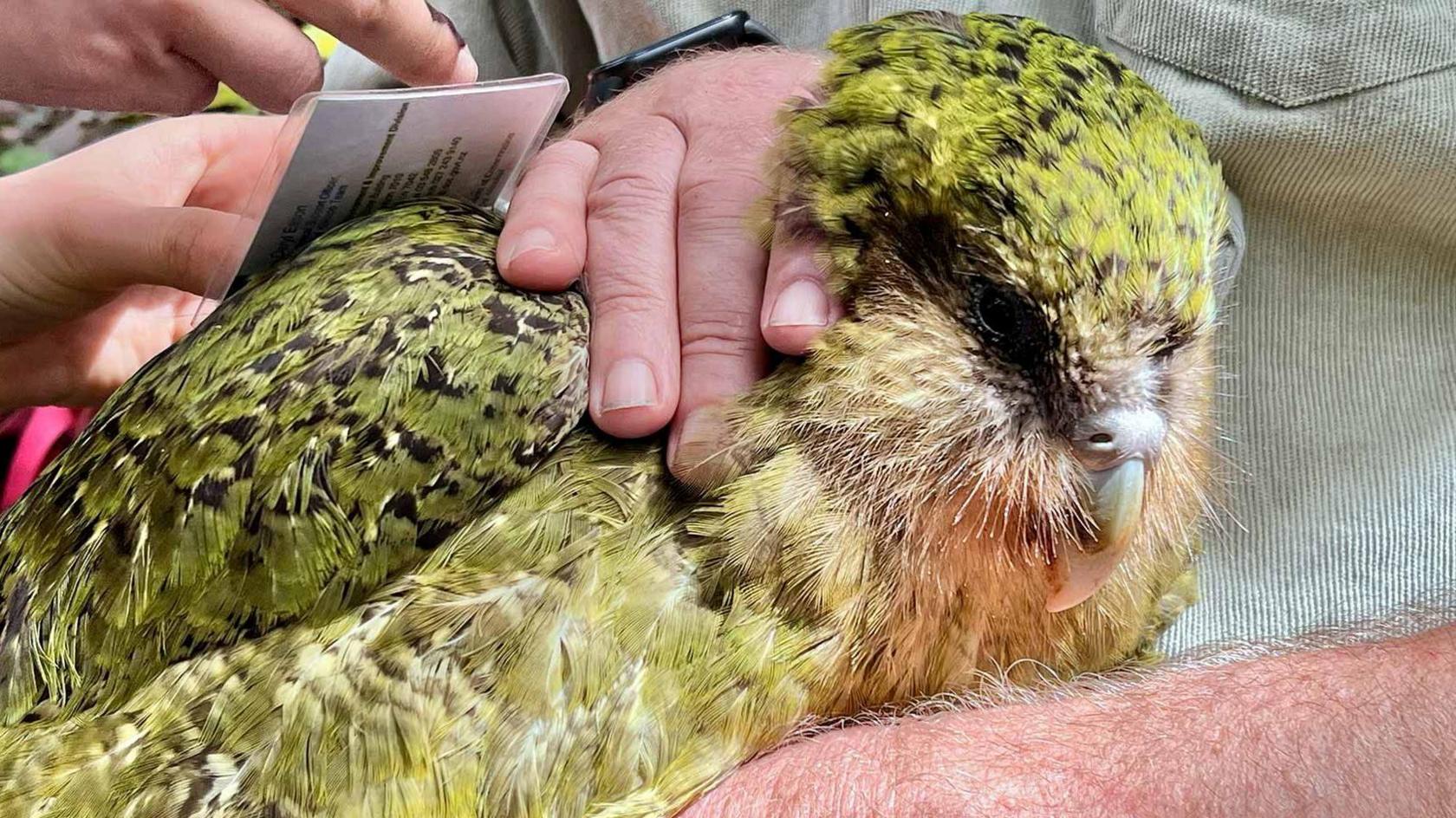 A large green parrot being stroked