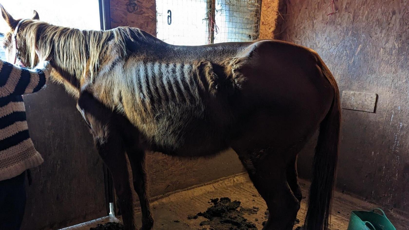 Autumn standing in a stable, with very exposed ribs