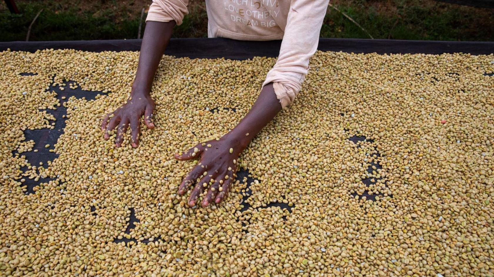 Workers process coffee beans at a coffee processing plant in Komothai, Kenya