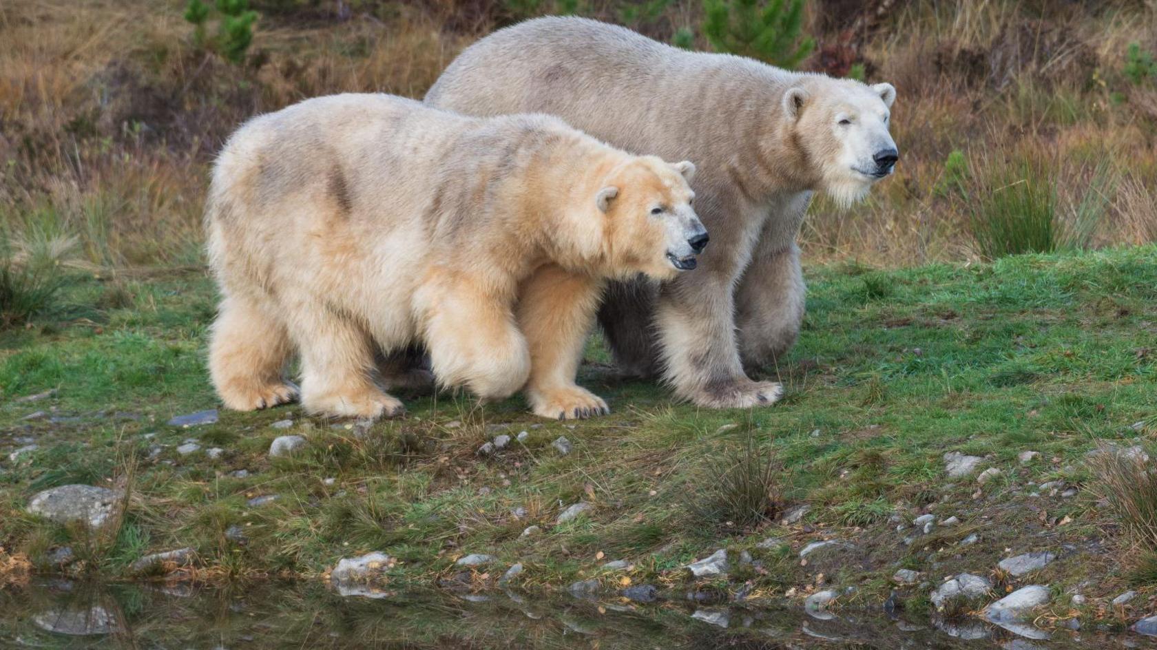 Hamish walks closest to the edge of a pond next to his mother Victoria. The bears are reflected in the pond's water.