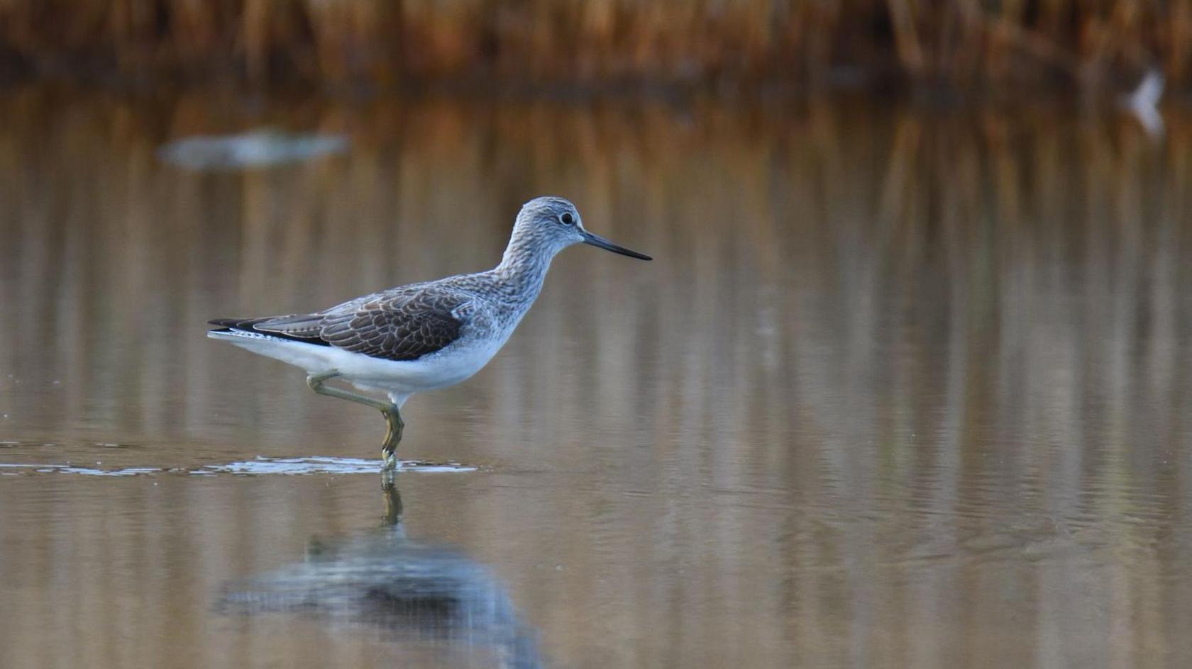 A sandpiper perches on the surface of a lake in Hampshire