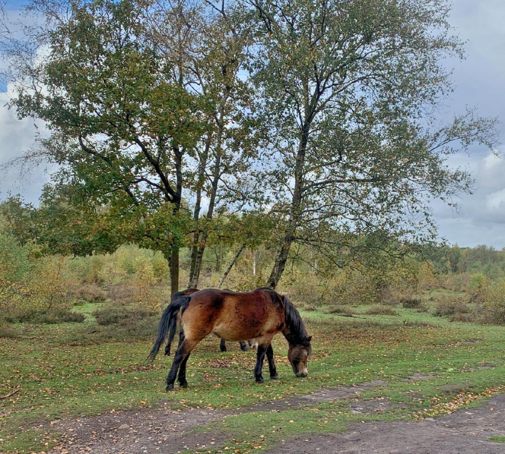 A horse bends down to eat grass in front of two trees in a grassy area. The horse is brown with a black tail, legs and mane.