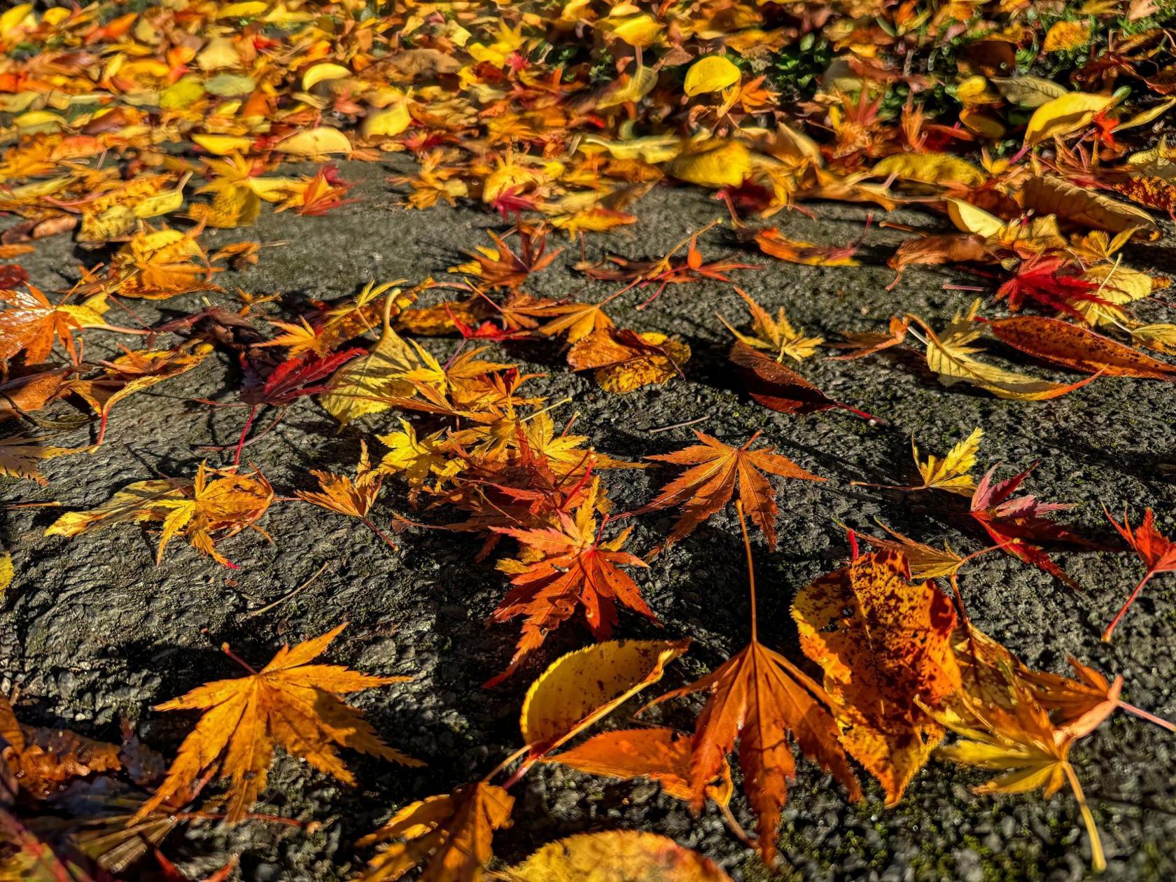 Autumn leaves on the ground