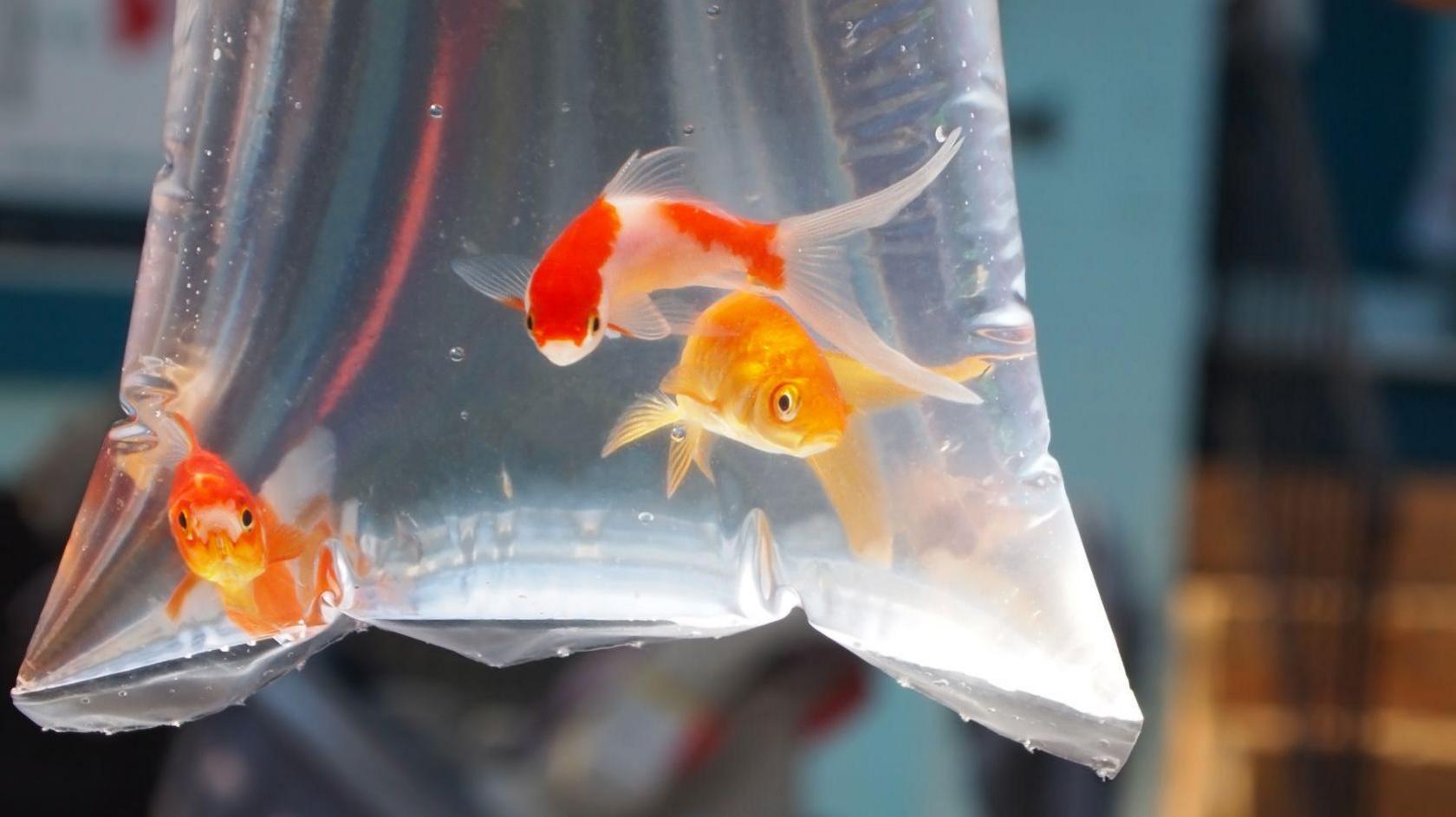 Goldfish in a bag