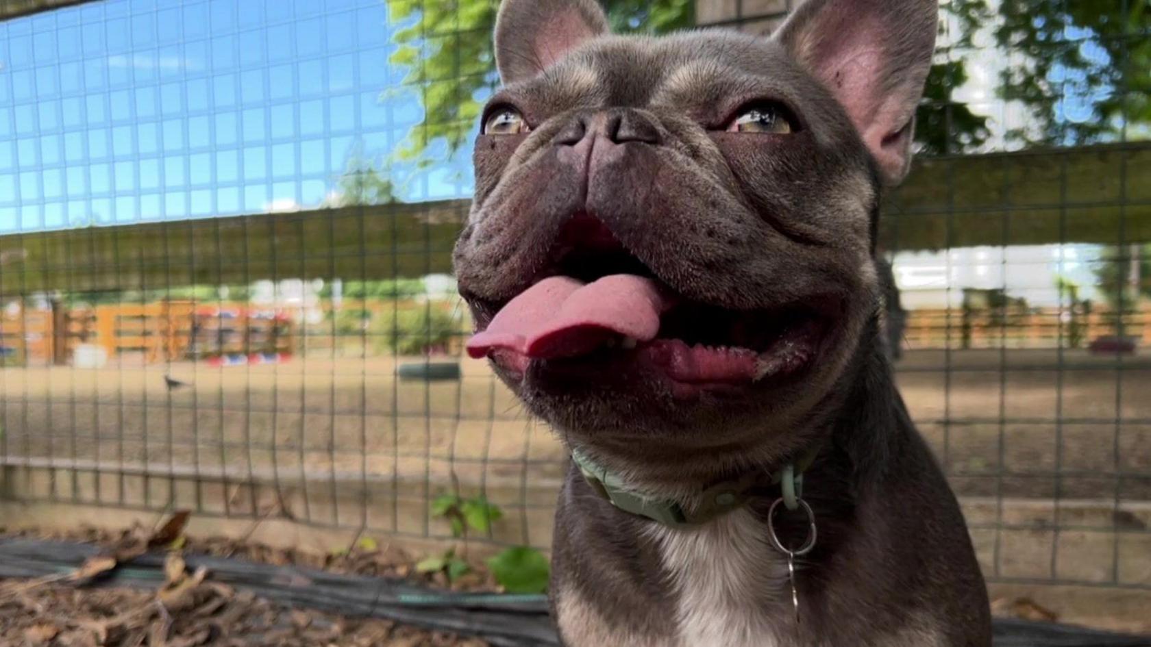 A dog in front of a fence