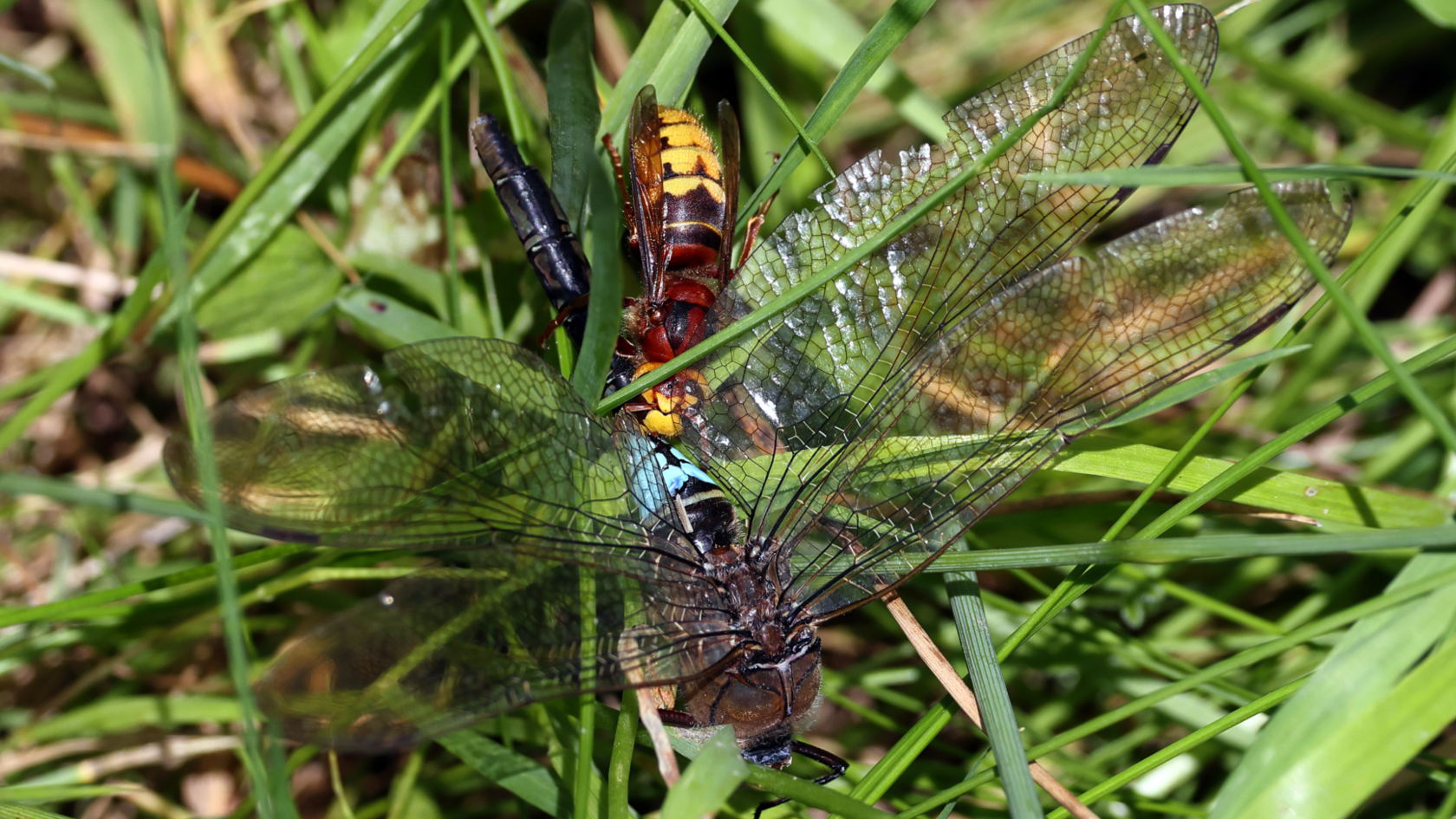 A dead lesser emperor being eaten by a Hornet at Rutland Water Nature Reserve on 26 June 2023.