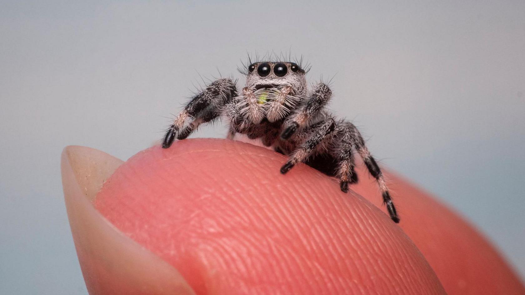 Jumping spider