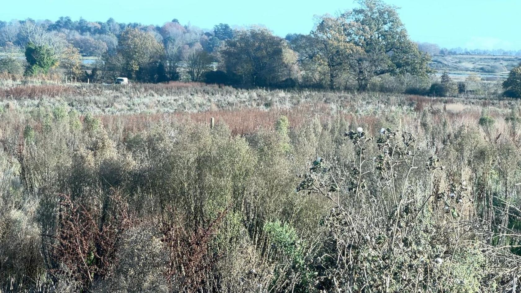 A field covered with weeds to waist height 