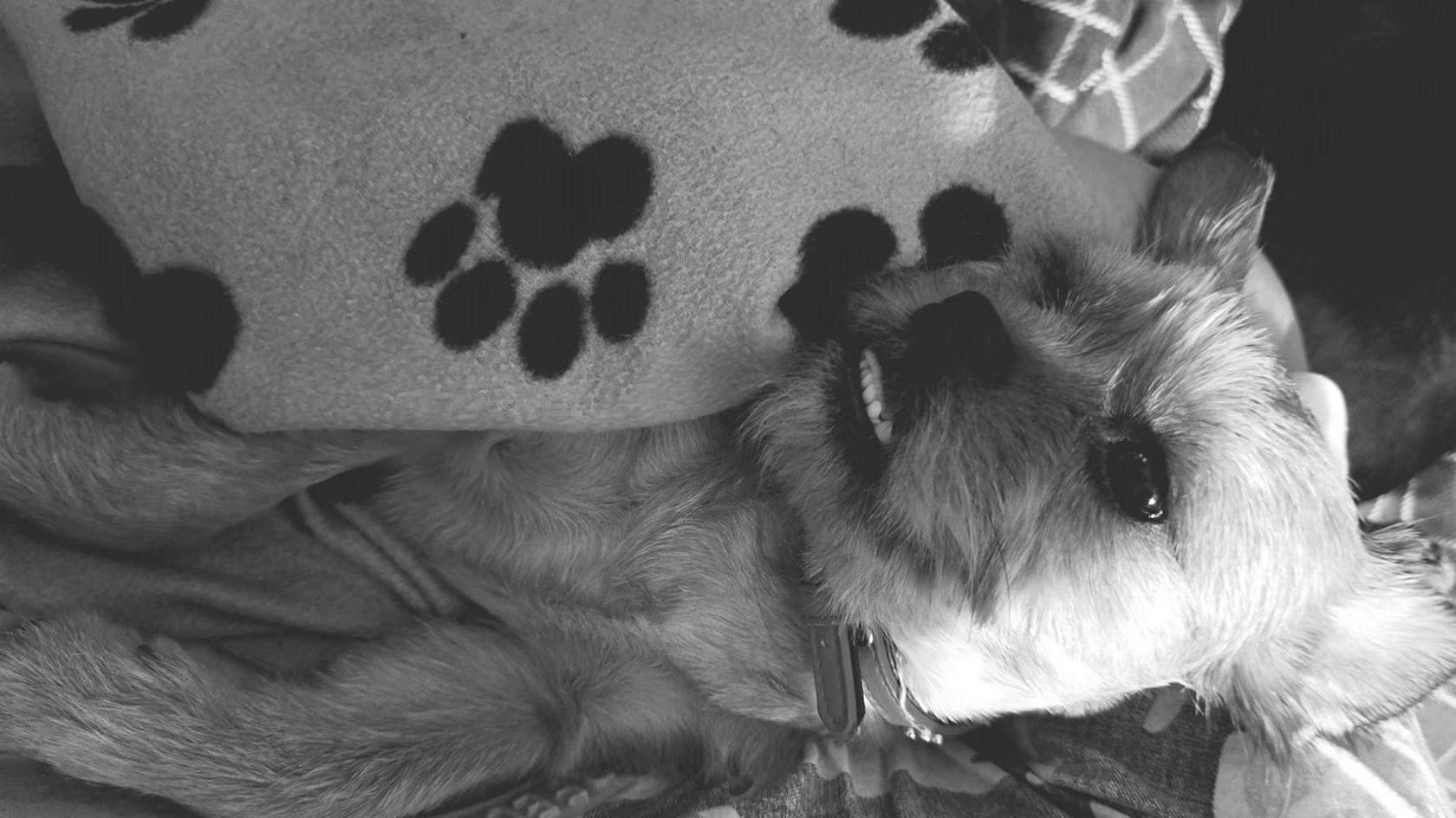 Black and white photograph of a small dog with ears pricked up and teeth showing.