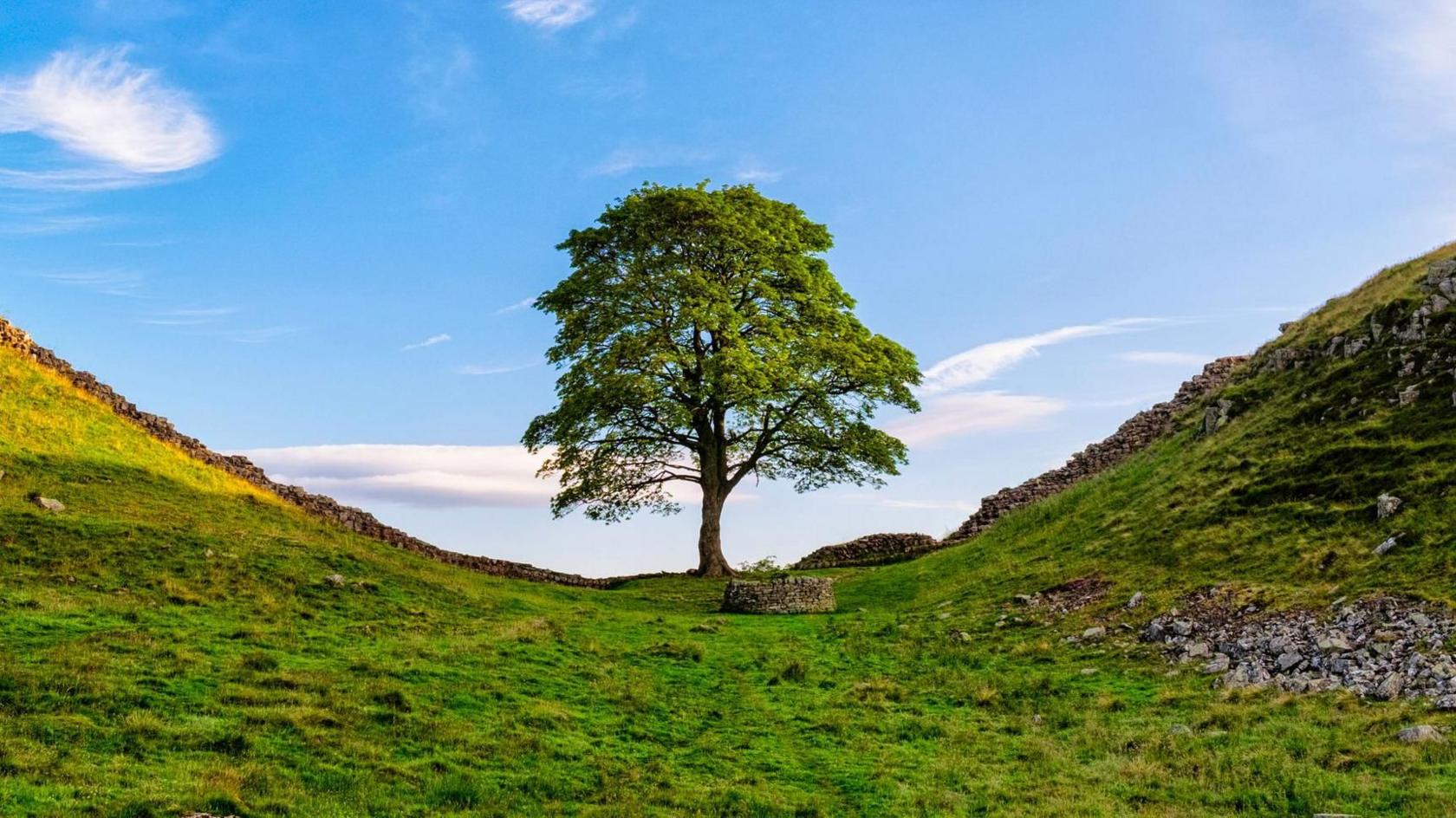 A general view of the large sycamore tree close to Hadrian's Wall.