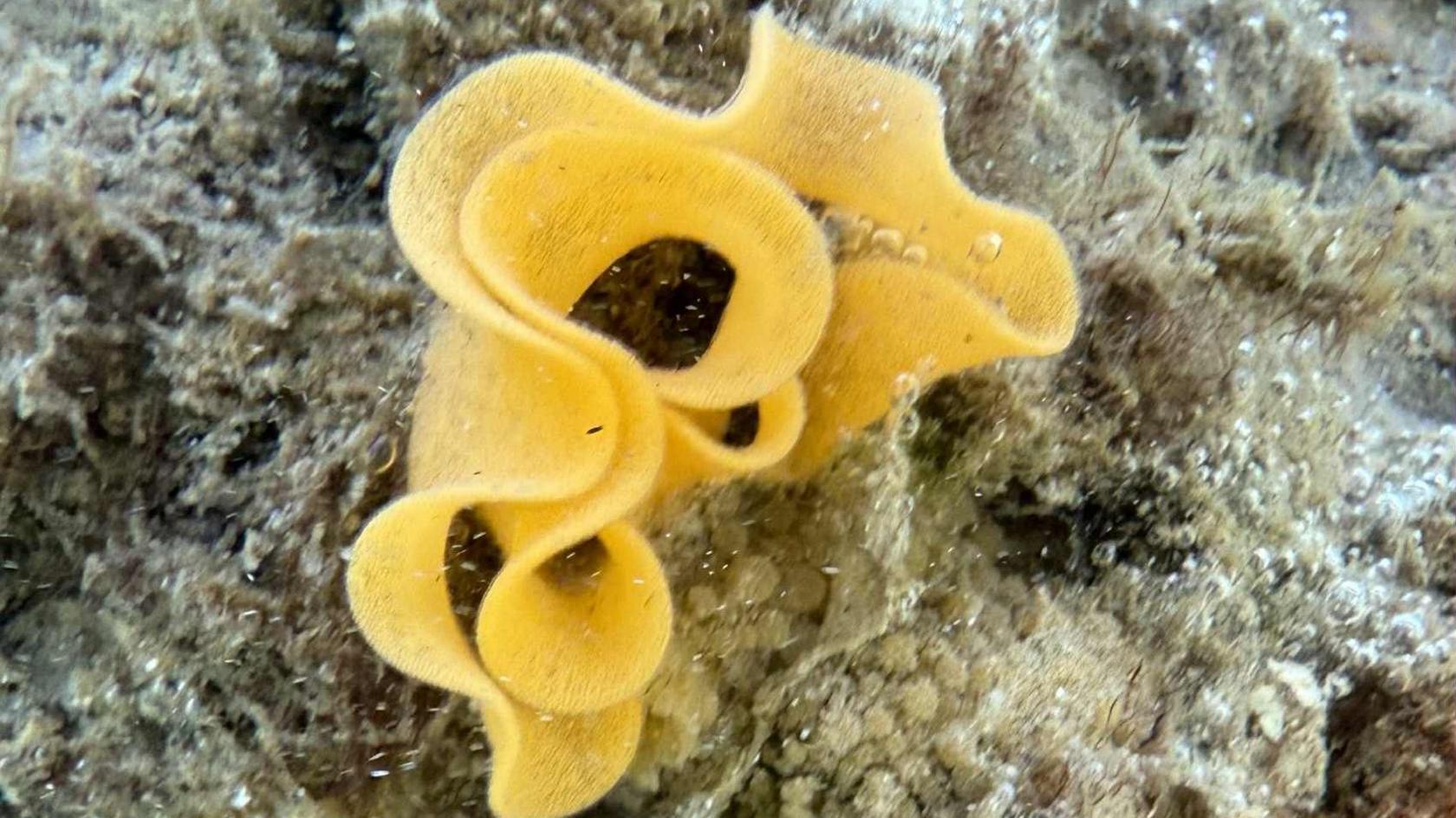 Warty Doris eggcase is a bright yellow swirly structure which looks almost rubbery and is attached to rocks