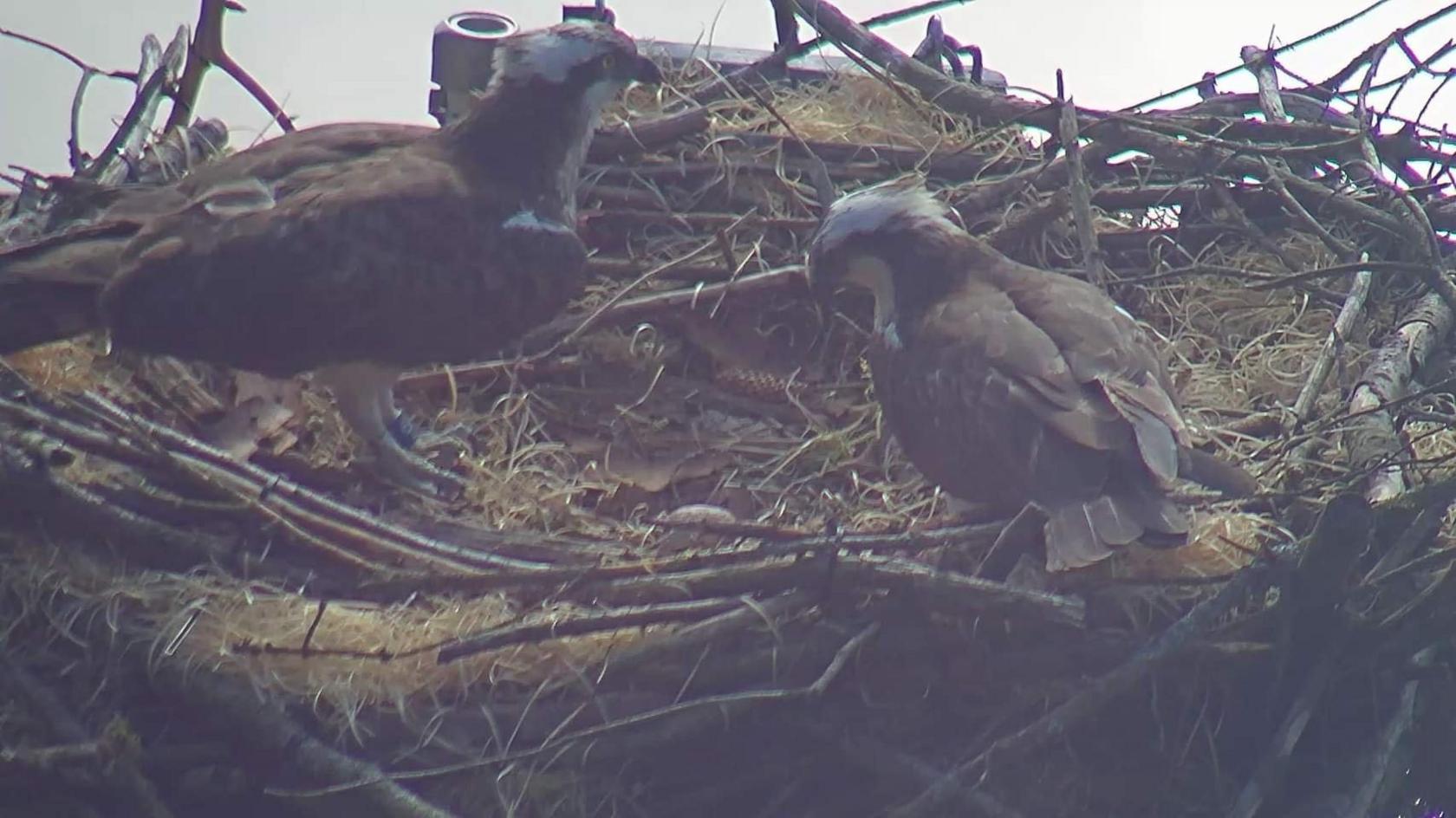 Nesting Ospreys