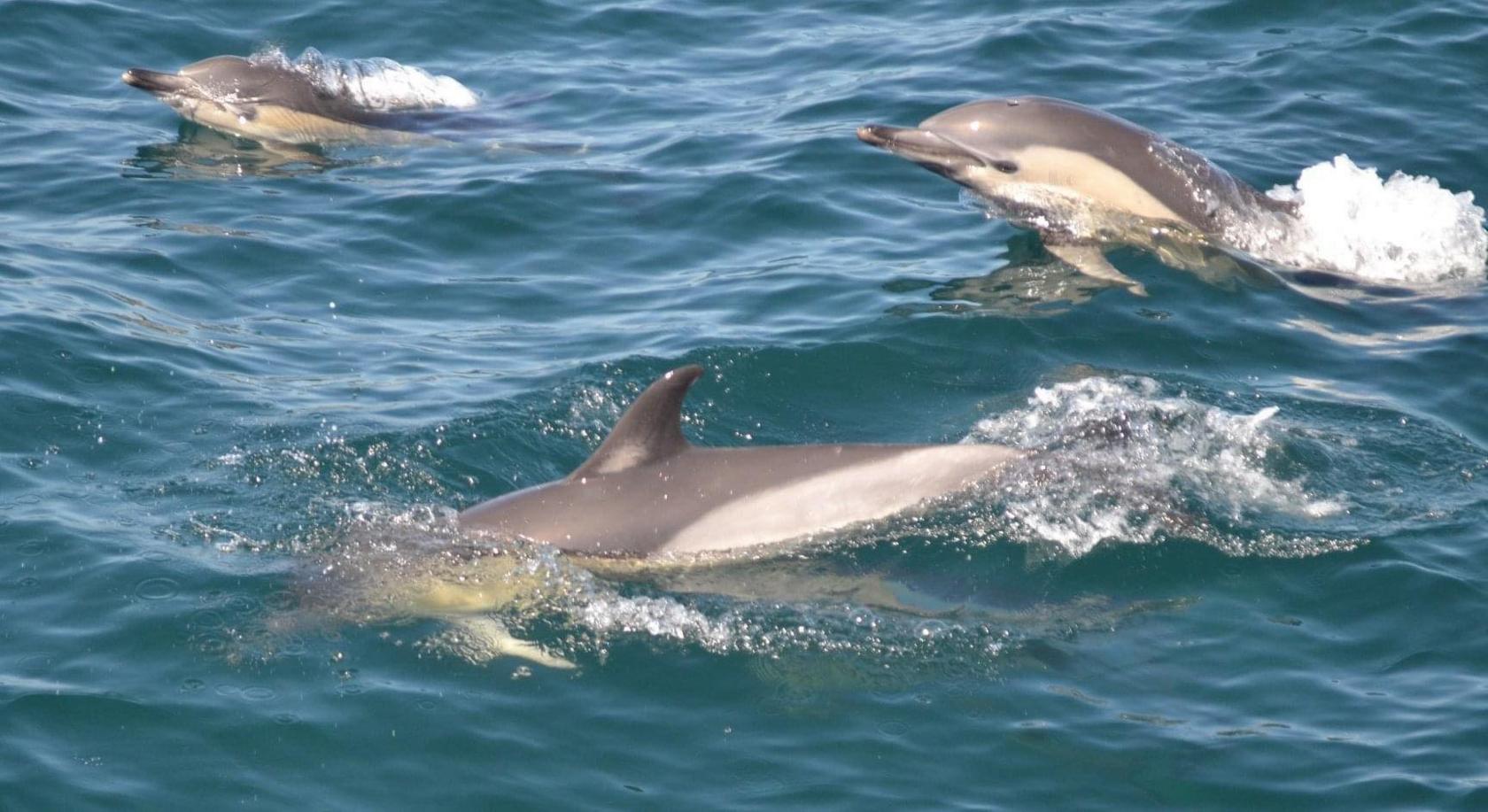 Common dolphins