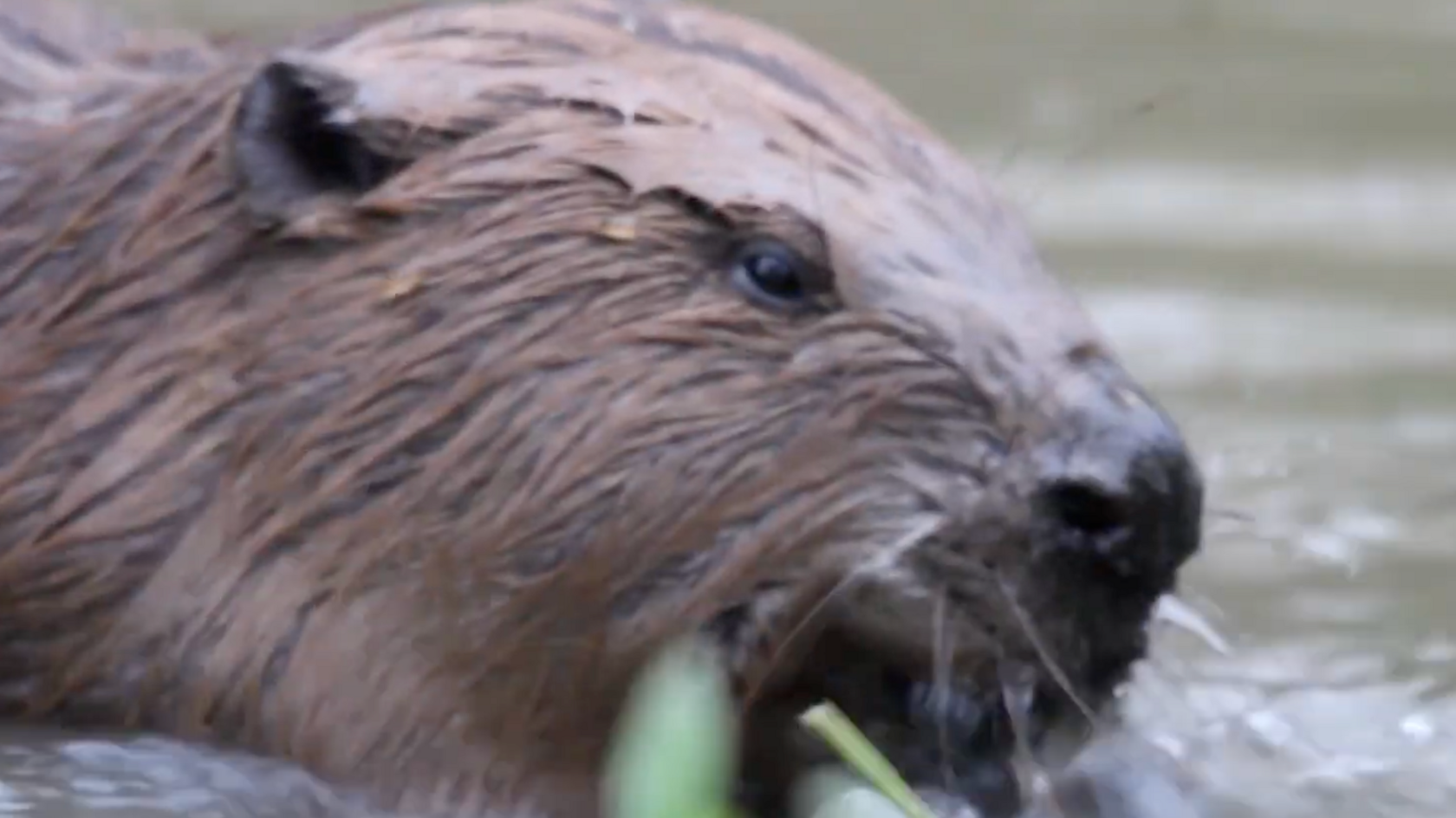 Beaver feeding on green shoot