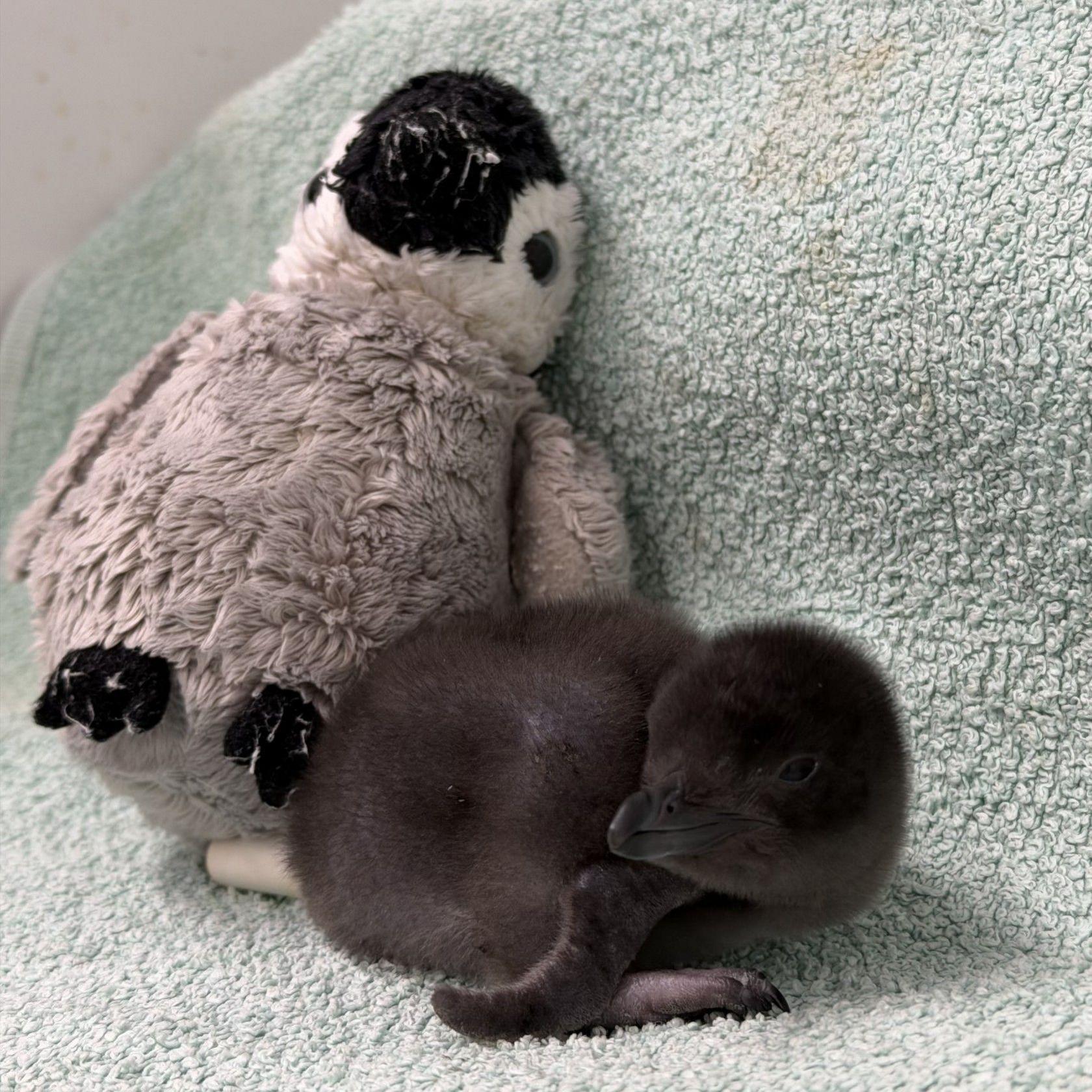 Henry lying next to a cuddly toy penguin. 