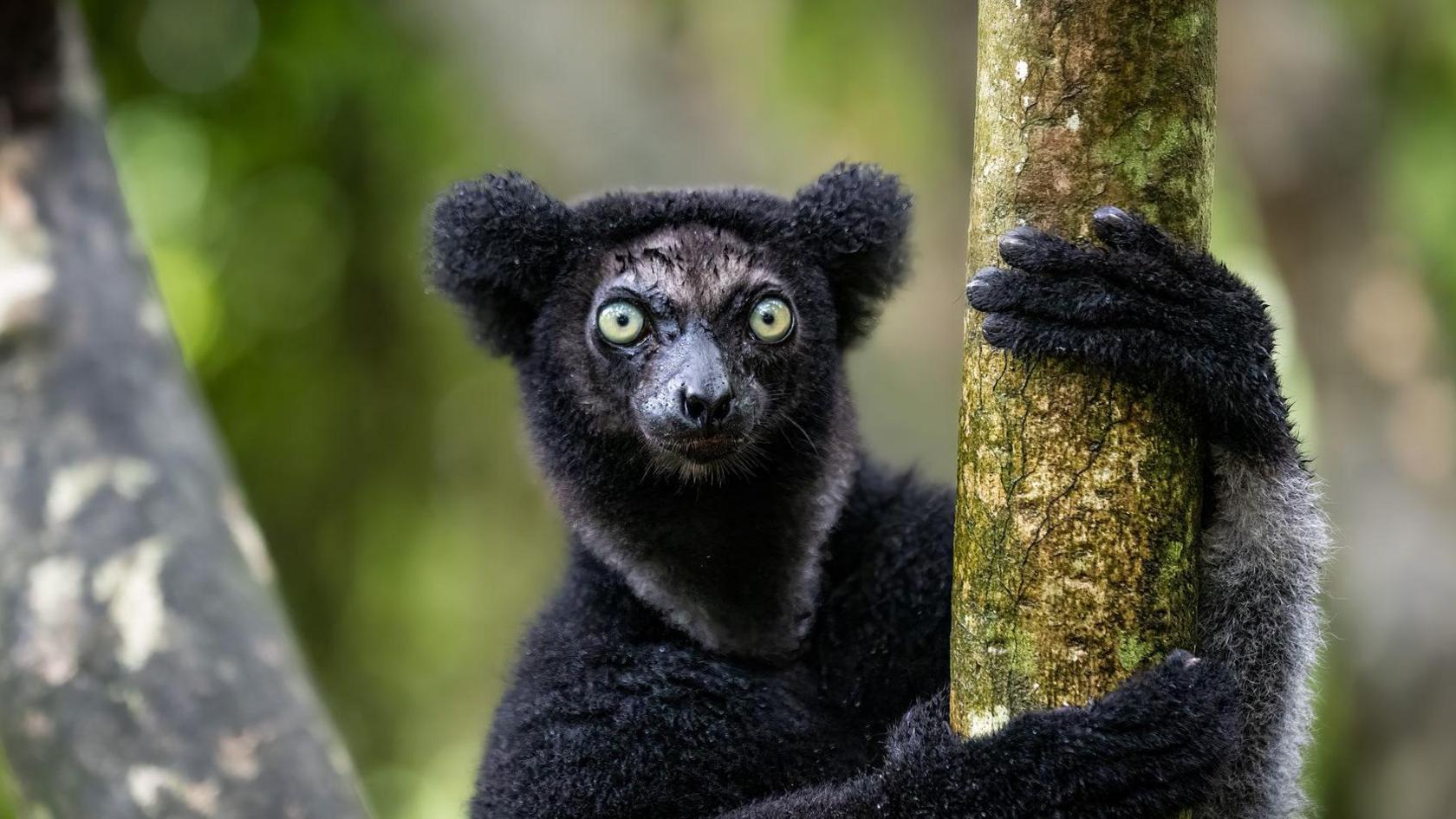 A black indri lemur holds a tree bracn and stares striaght at the camera.