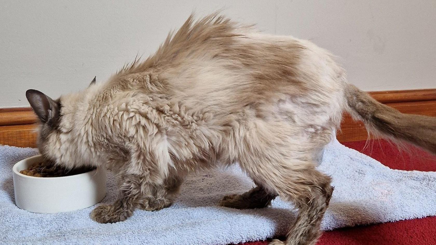 One of the cats eating from a bowl. The cat looks thin and its fur looks to be shaved in parts and matted in others.