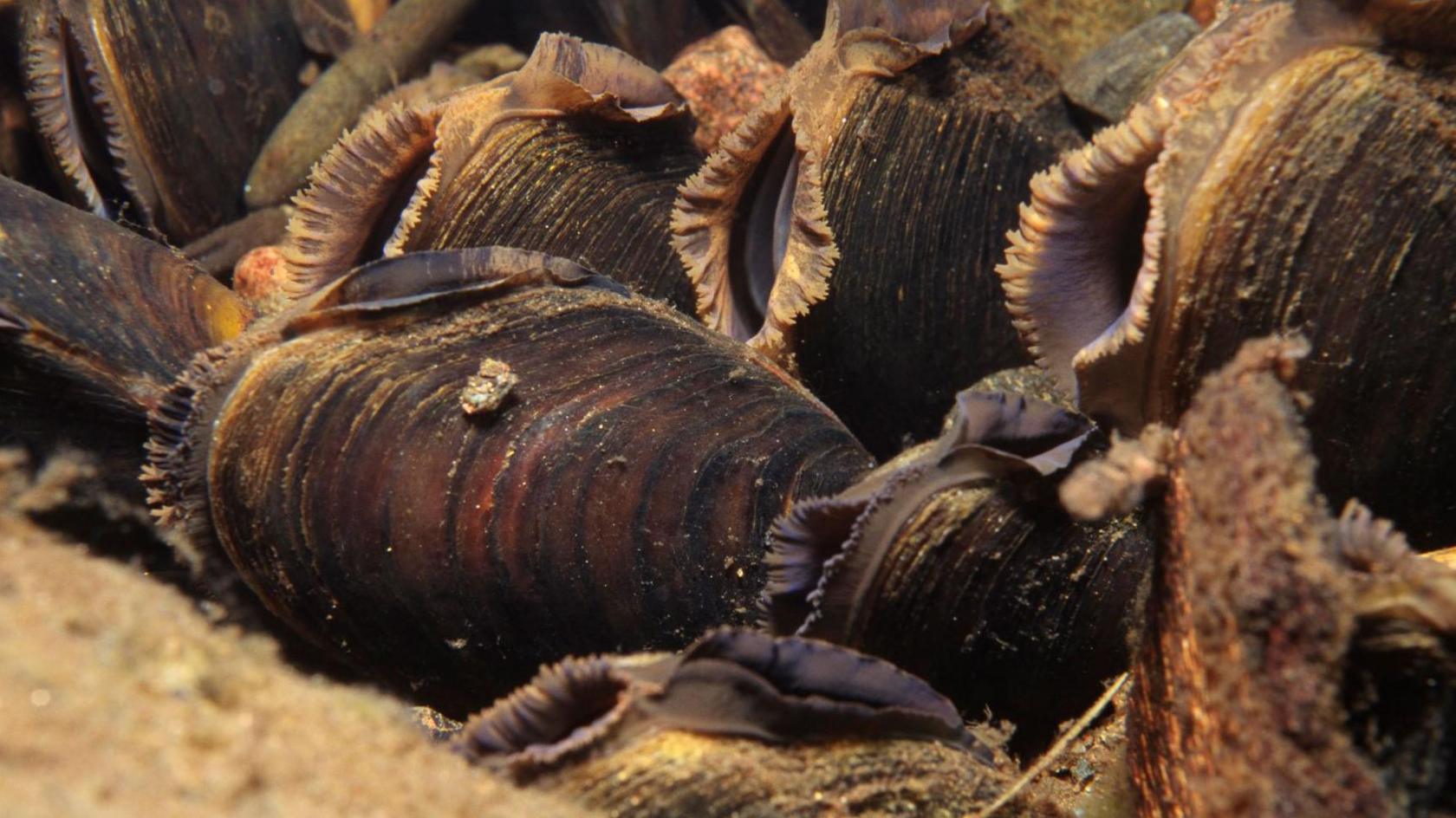 Freshwater pearl mussels