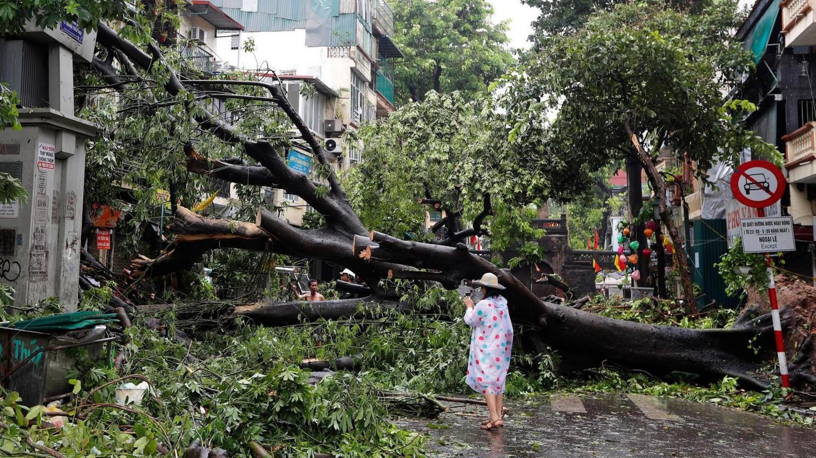 A woman stands next to a fallen tree after typhoon Yagi's landfall in Hanoi