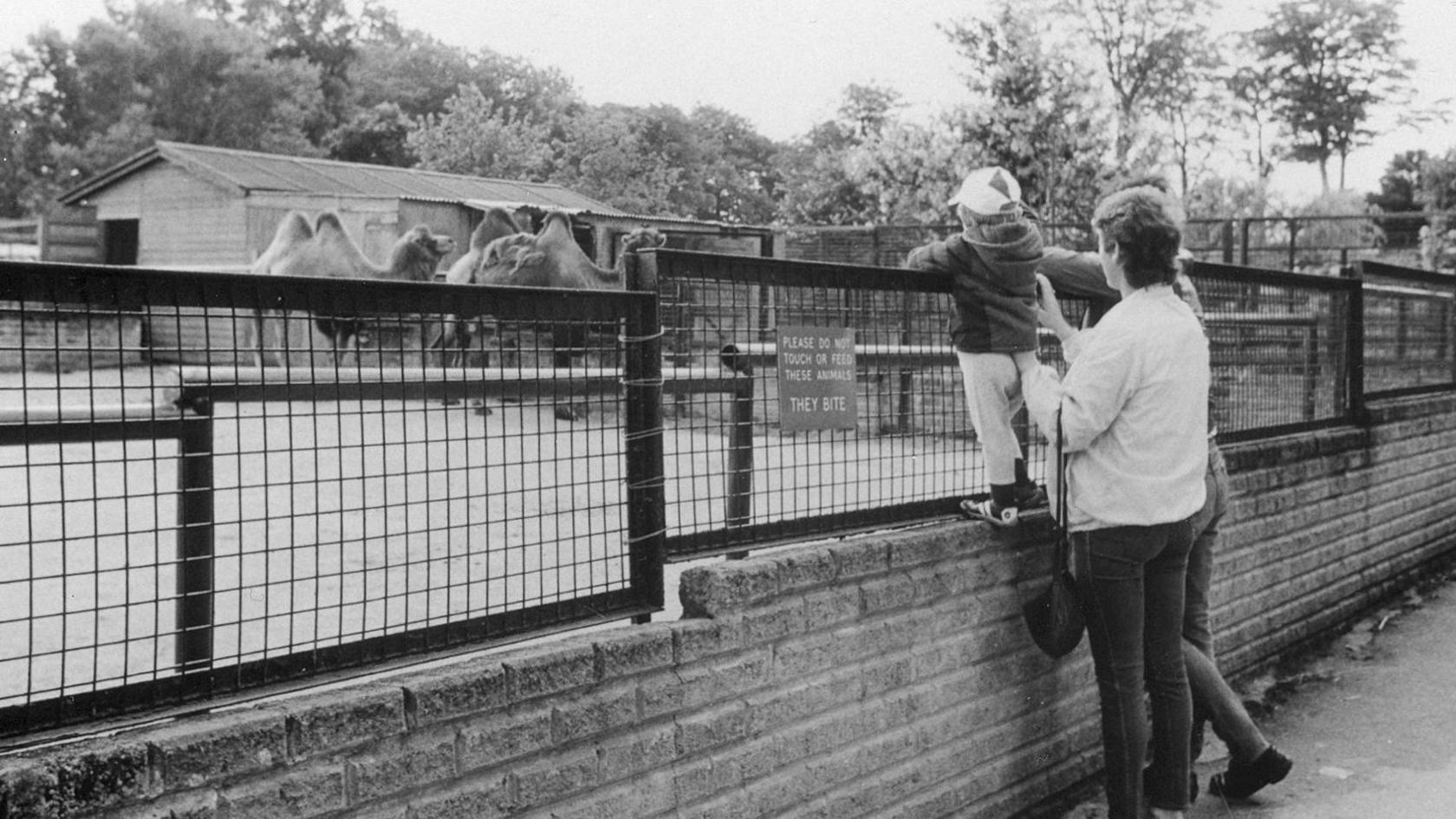 A black and white archive photograph of the zoo at Haigh Hall in Wigan. A young child is looking over a fence at some camels.