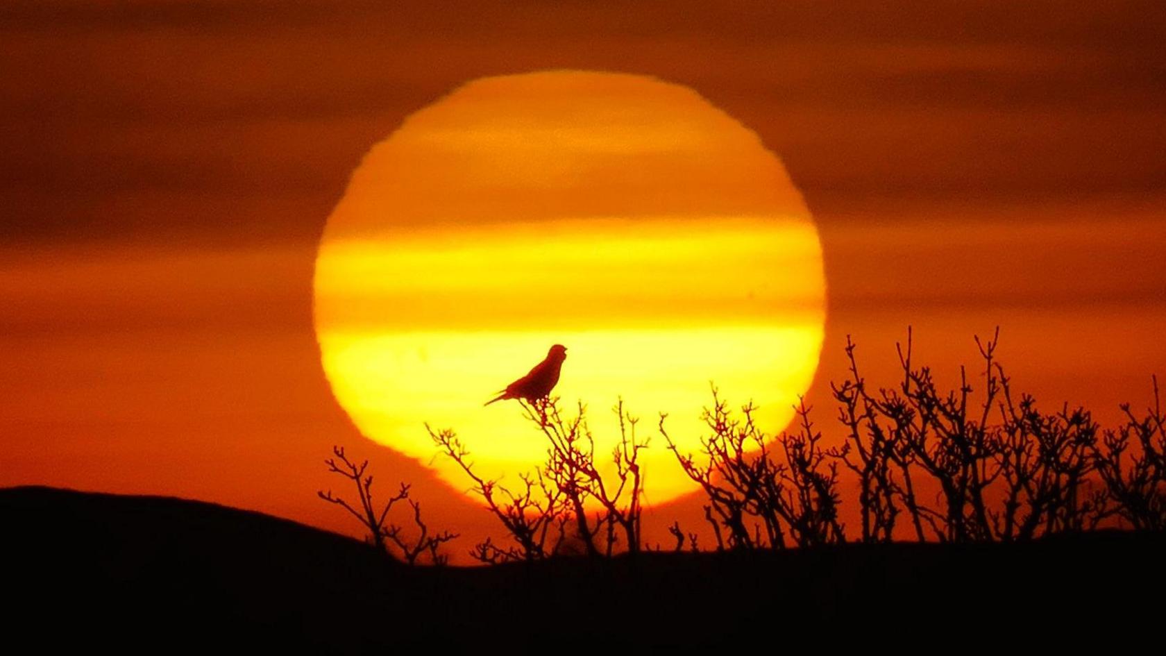 A bird perched on some trees silhouetted in front of a large yellow setting sun. The sky behind it is orange.