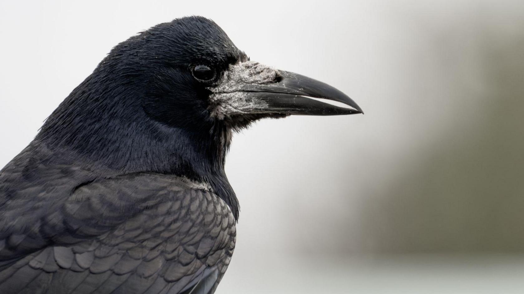 The rook is pictured in profile. Its feathers on its head are black and those on its body and folded wings are shades of grey. It has a shiny black eye and a long dark grey beak.