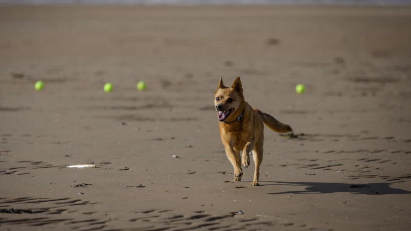Biscuit the dog runs on the beach with tongue hanging out - the animal is a golden colour