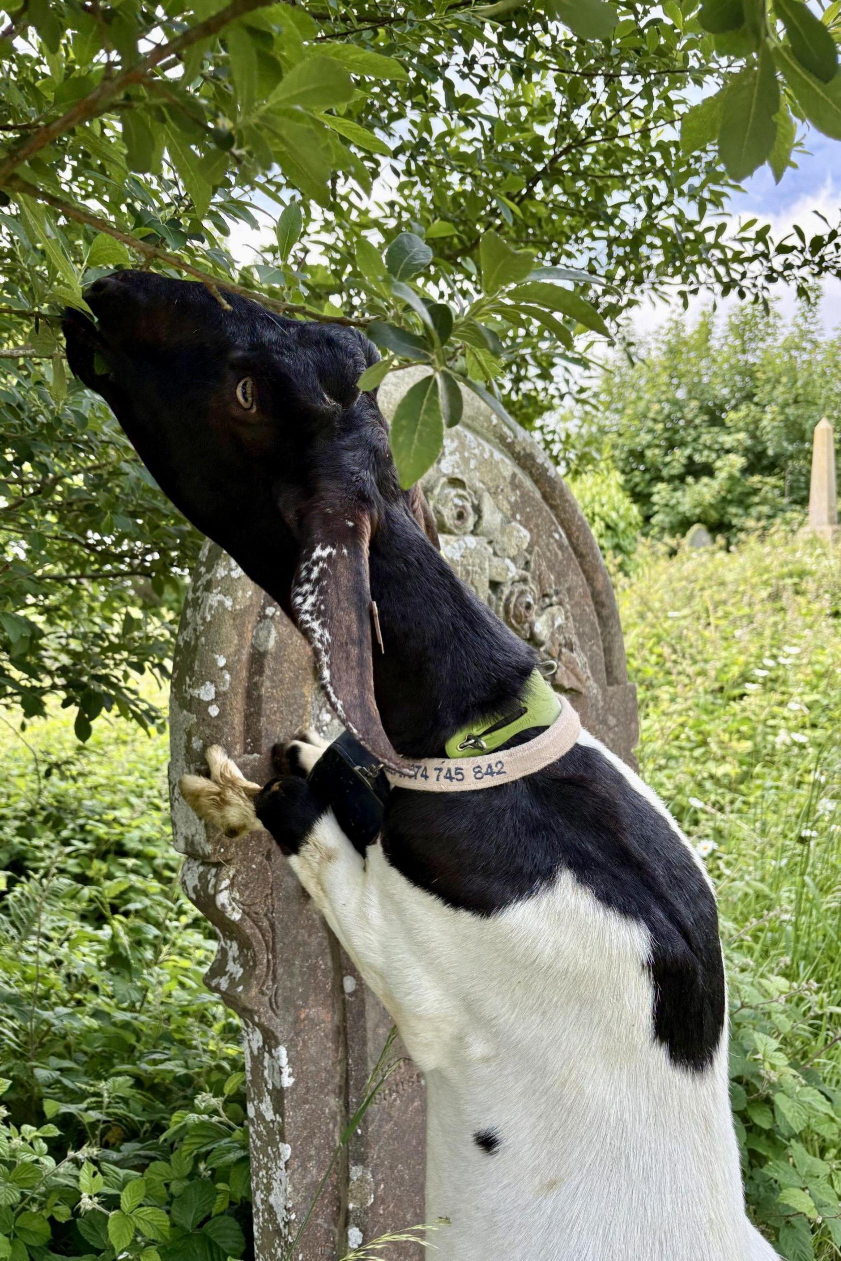 Black and white goat against a gravestone eating shrubbery