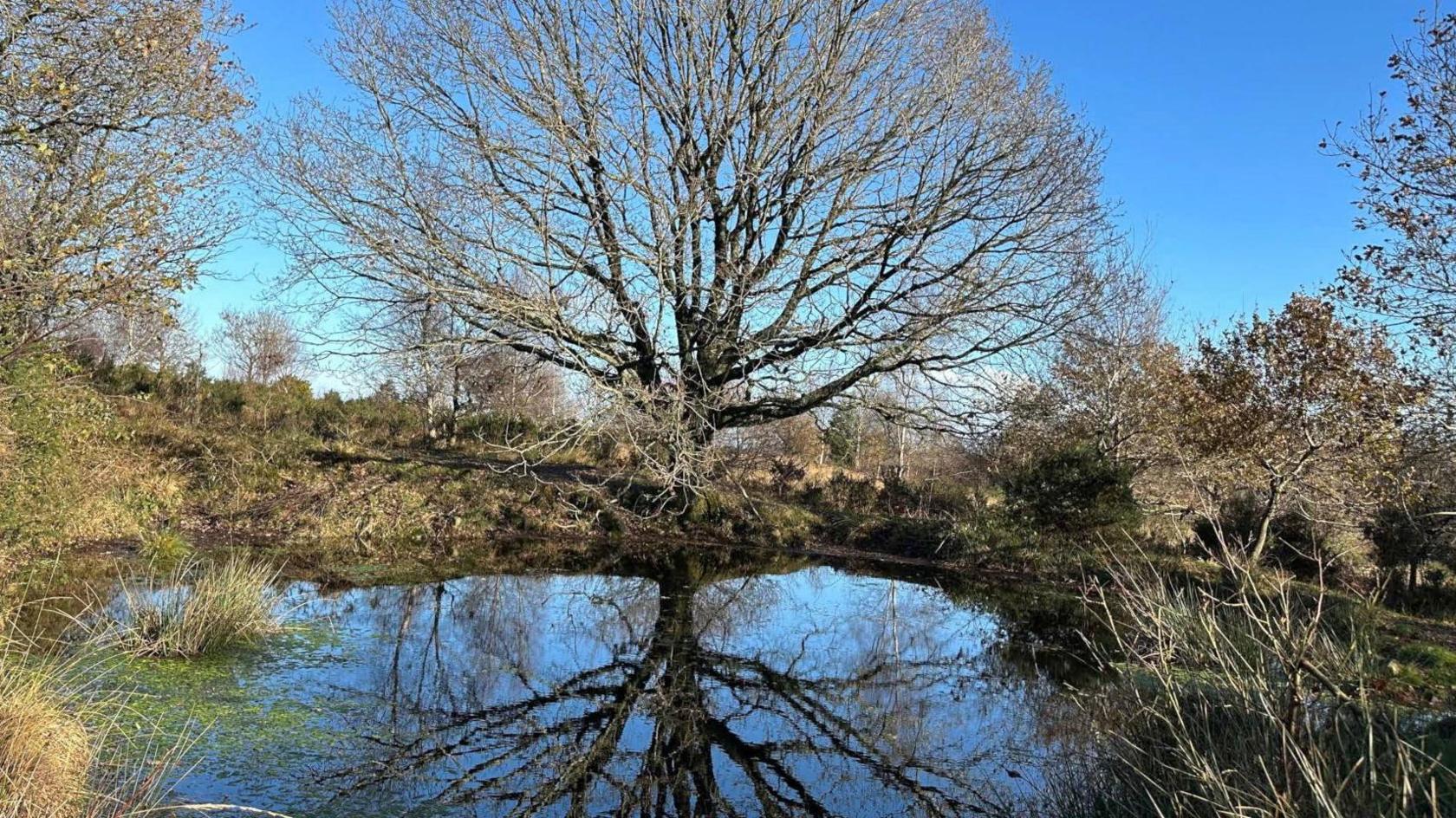 A large tree reflection in water at Hewelsfield in Gloucestershire. The sky is blue in the background and the branches of the tree are dark and have no leaves on them